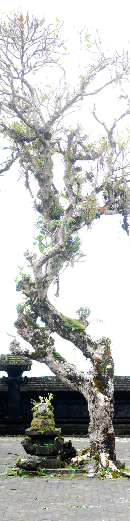Nikon D200 + AF Nikkor 50mm f/1.8 sample photo. Tree in the balinese temple pura agung besakih photography
