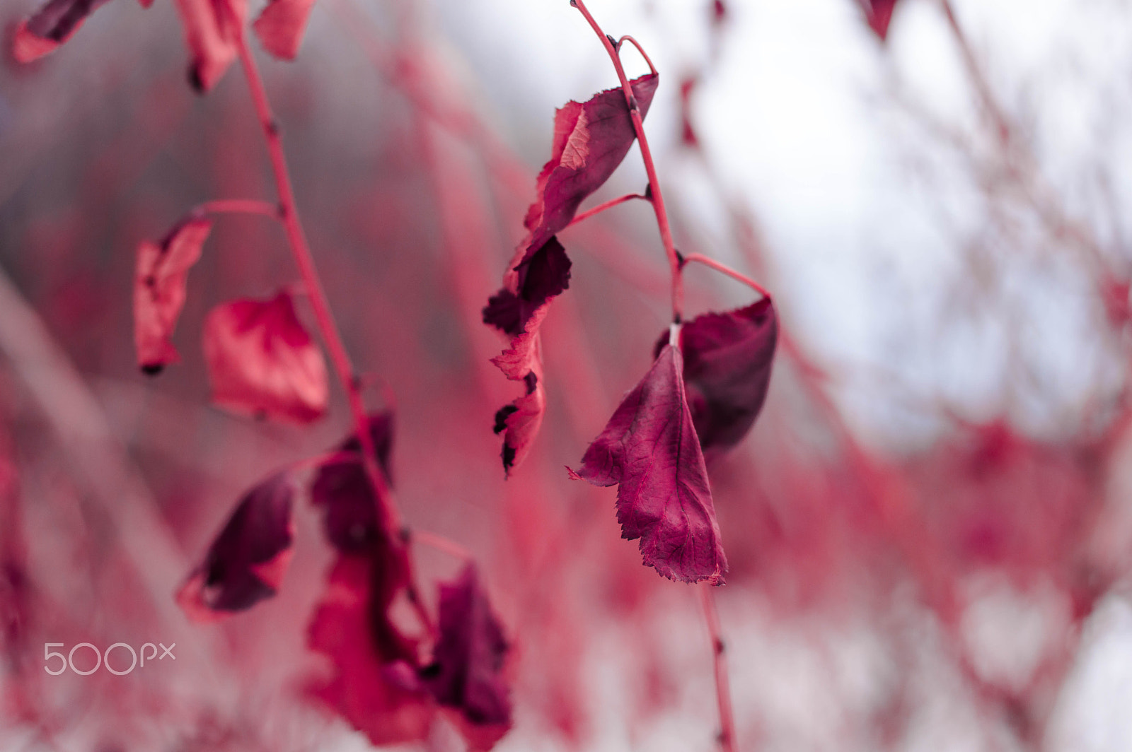 Nikon D3200 + Nikon AF Nikkor 50mm F1.8D sample photo. Red winter in russia photography