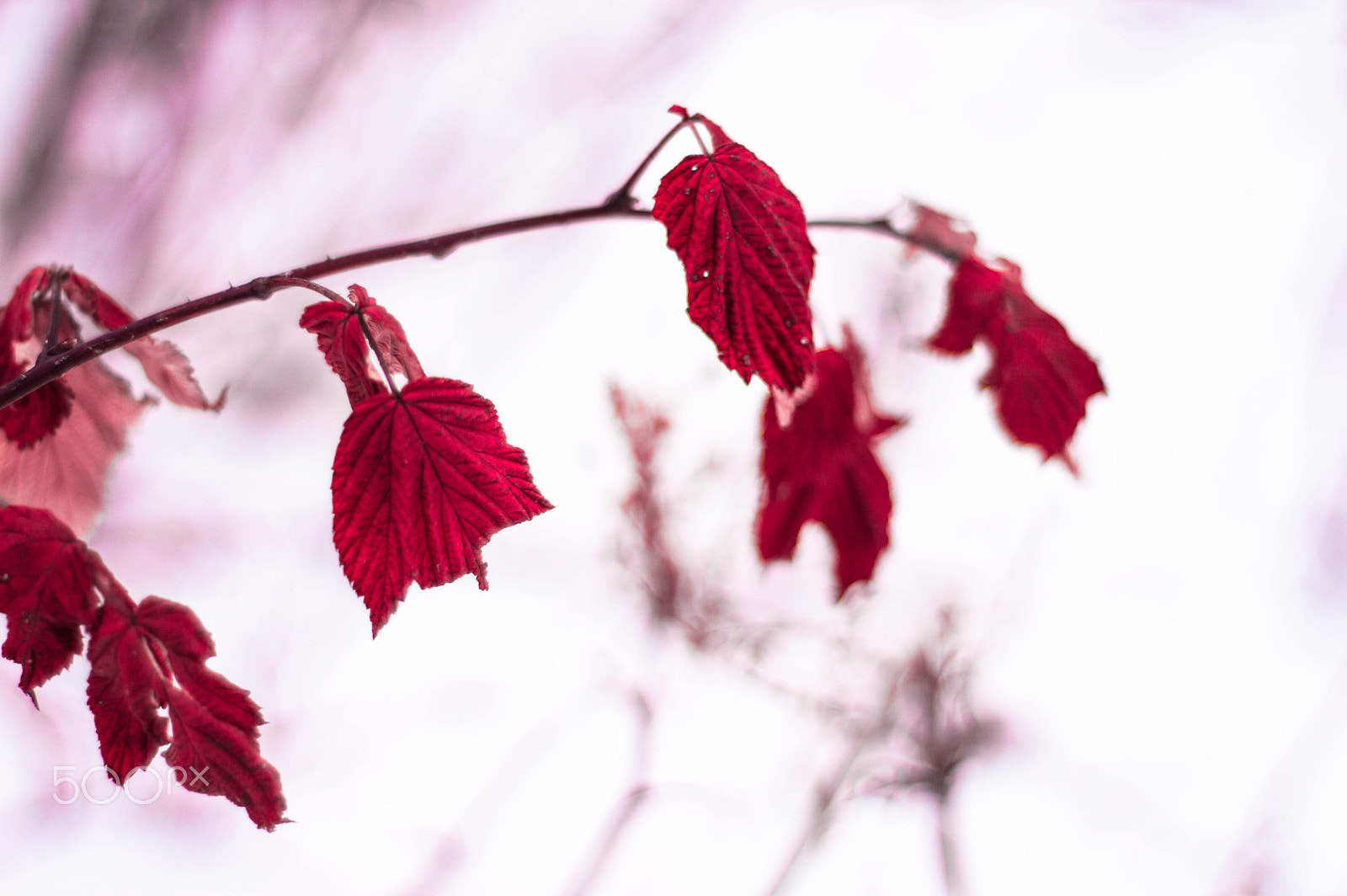 Nikon D3200 + Nikon AF Nikkor 50mm F1.8D sample photo. Red winter in russia photography
