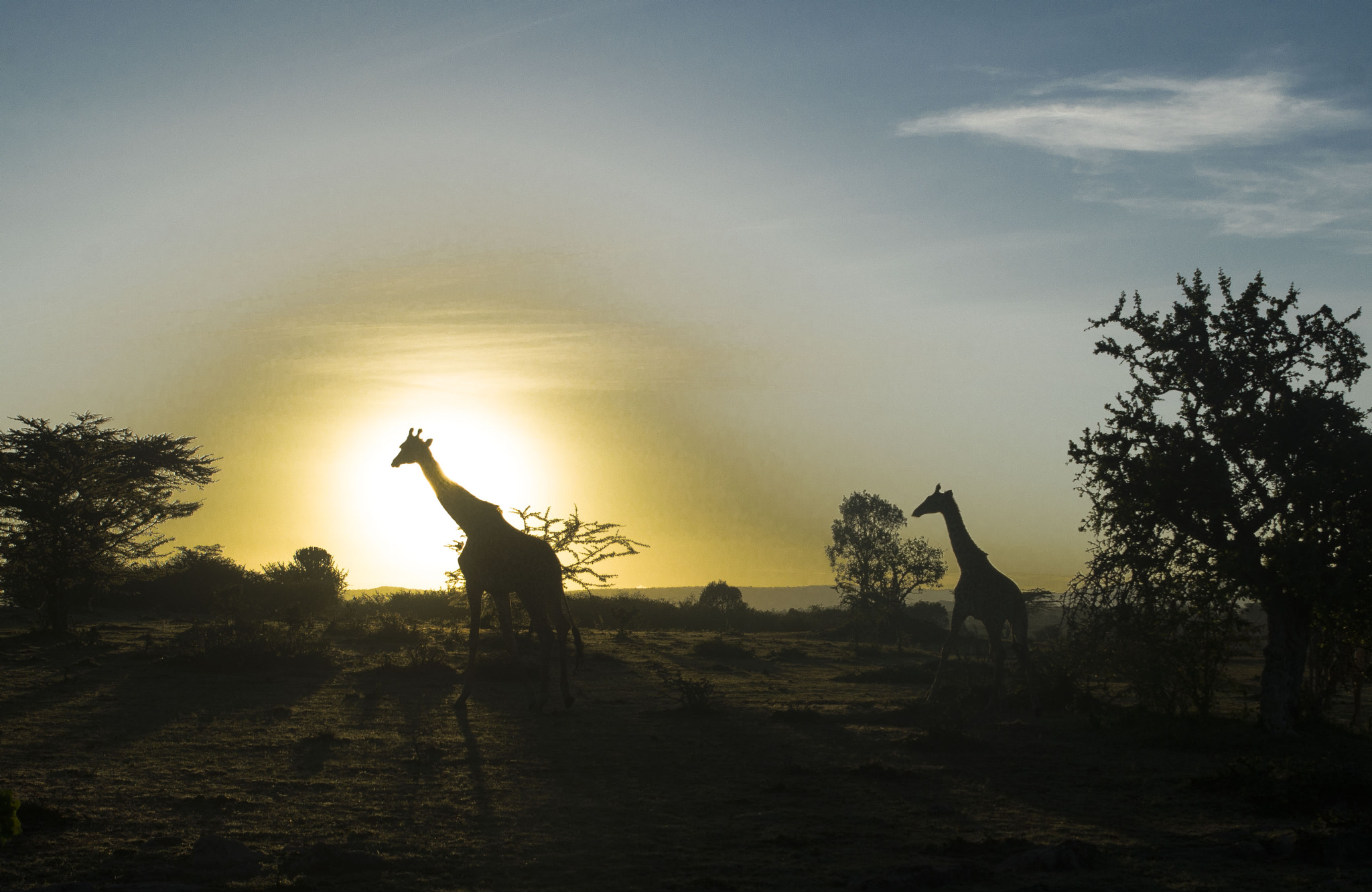 Nikon D7000 sample photo. Girafe sunrise photography