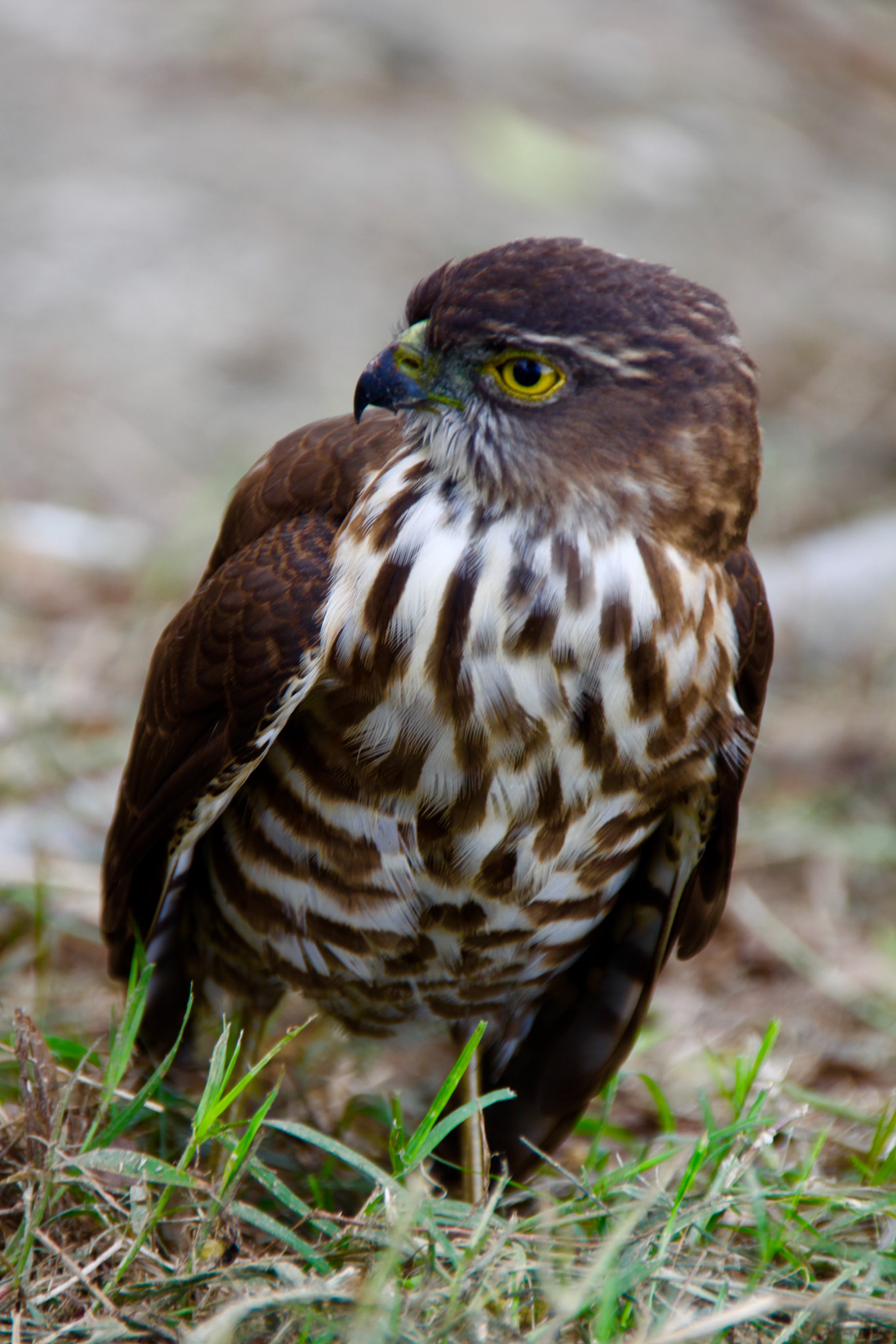 Canon 18-250mm sample photo. Crested goshawk's baby photography