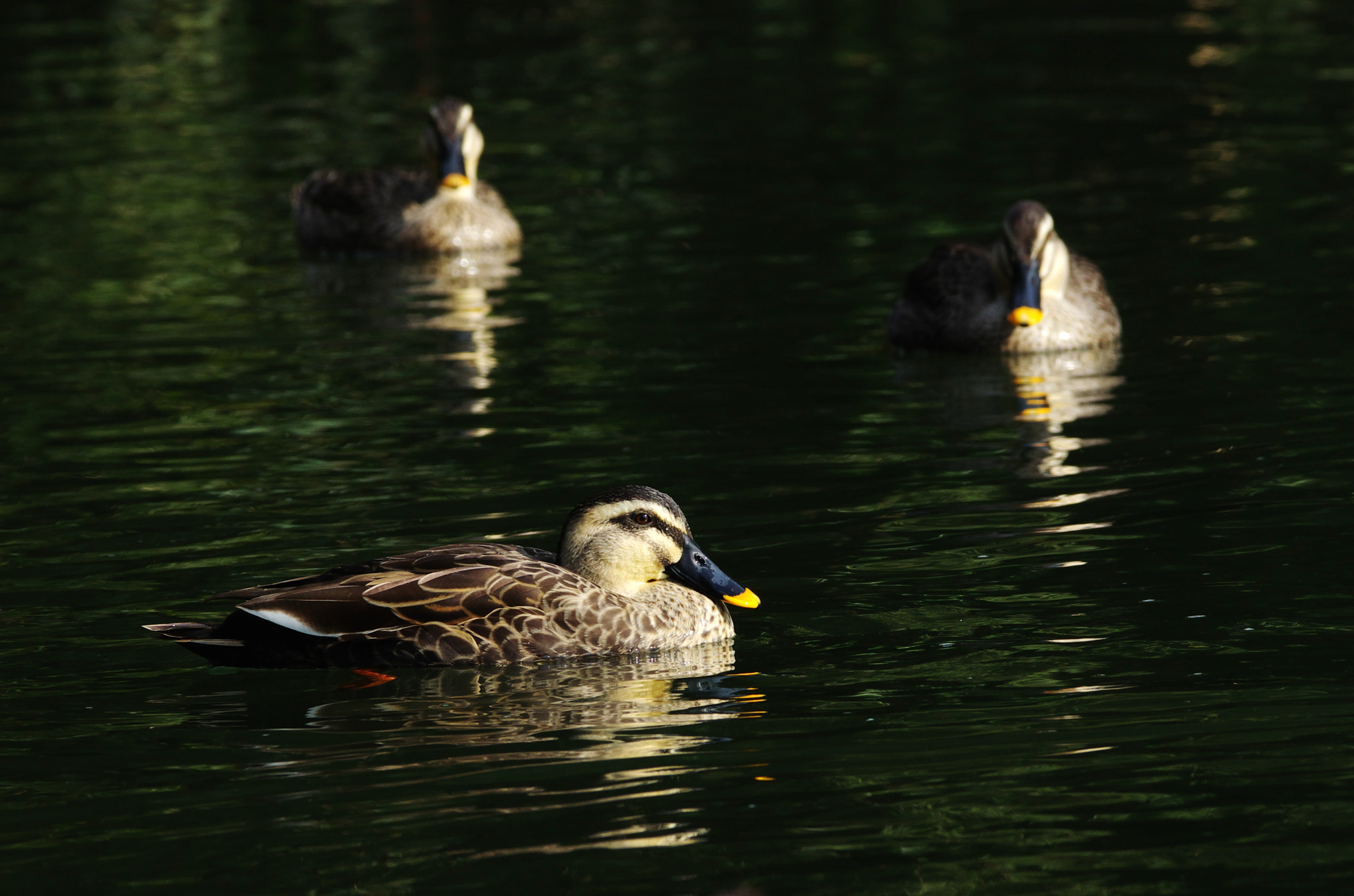 Pentax K-5 IIs + Pentax smc DA* 300mm F4.0 ED (IF) SDM sample photo. () 副本 photography