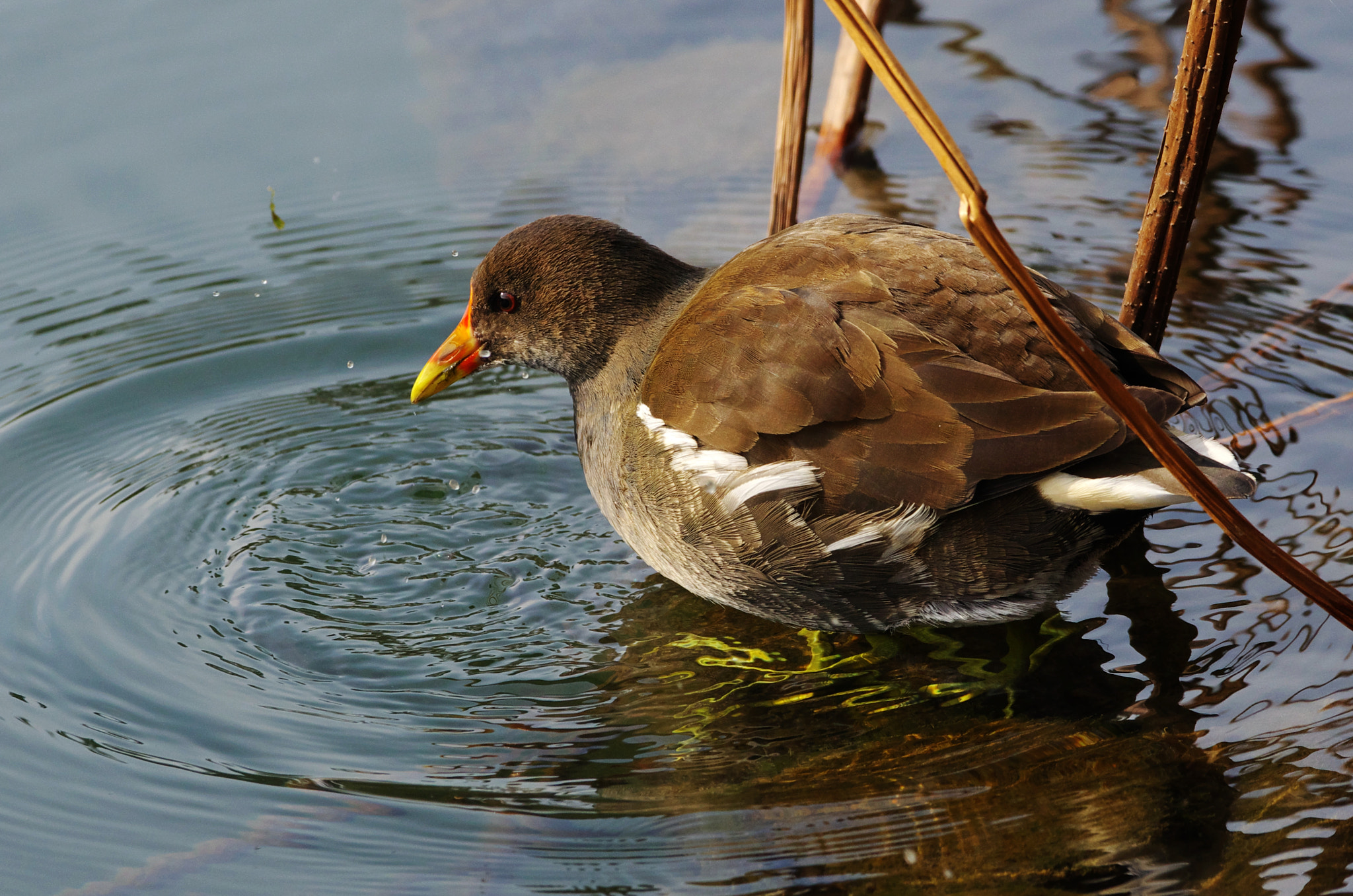 Pentax K-5 IIs + Pentax smc DA* 300mm F4.0 ED (IF) SDM sample photo. 副本 photography