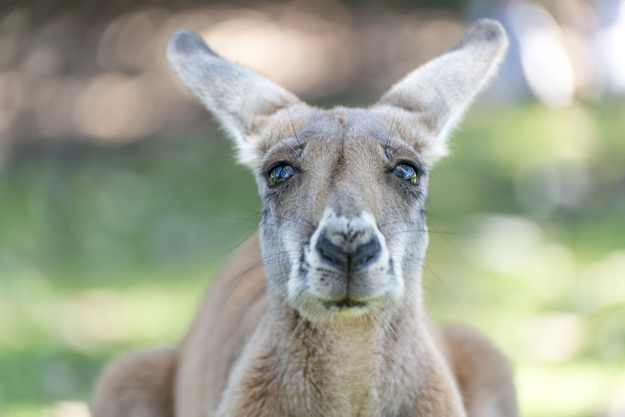 Nikon D800E sample photo. Tamed kangaroo photography