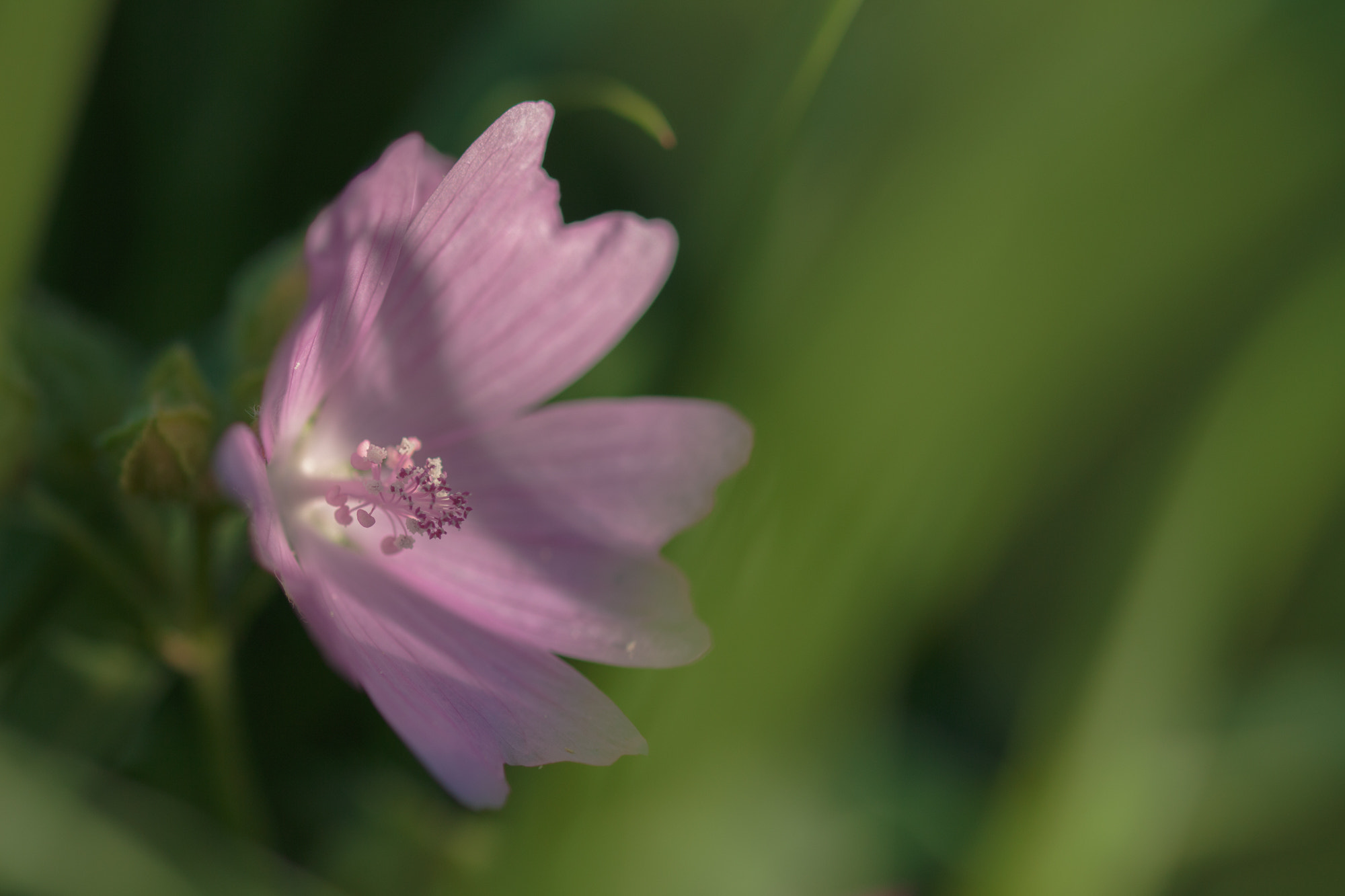 Sigma 105mm F2.8 EX DG OS HSM sample photo. Nature  photography