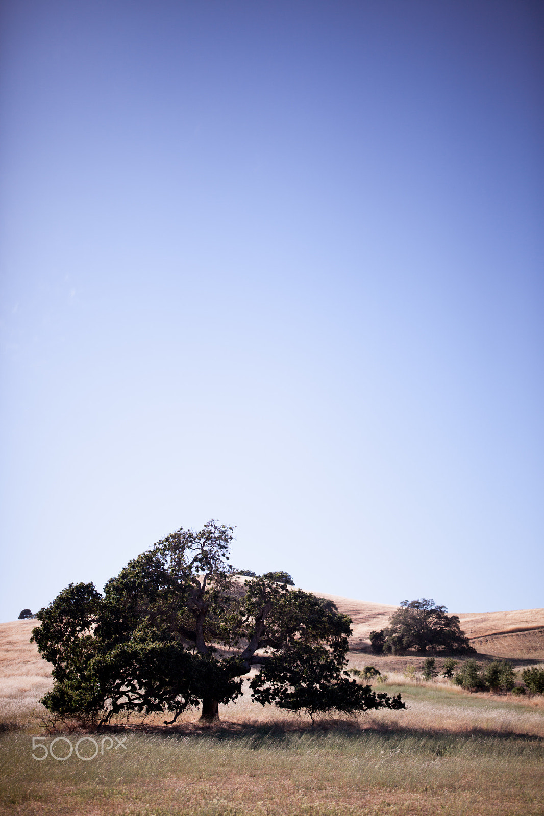 Canon EOS 5D Mark II + Canon EF 35mm F1.4L II USM sample photo. Marin county vertical landscape photography
