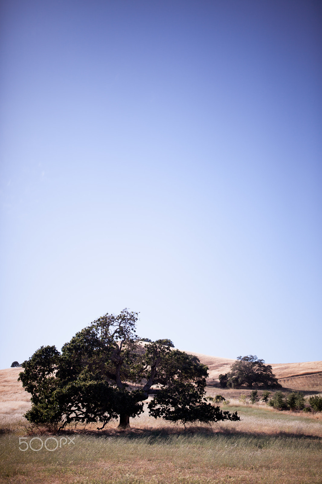 Canon EF 35mm F1.4L II USM sample photo. Marin county vertical landscape photography
