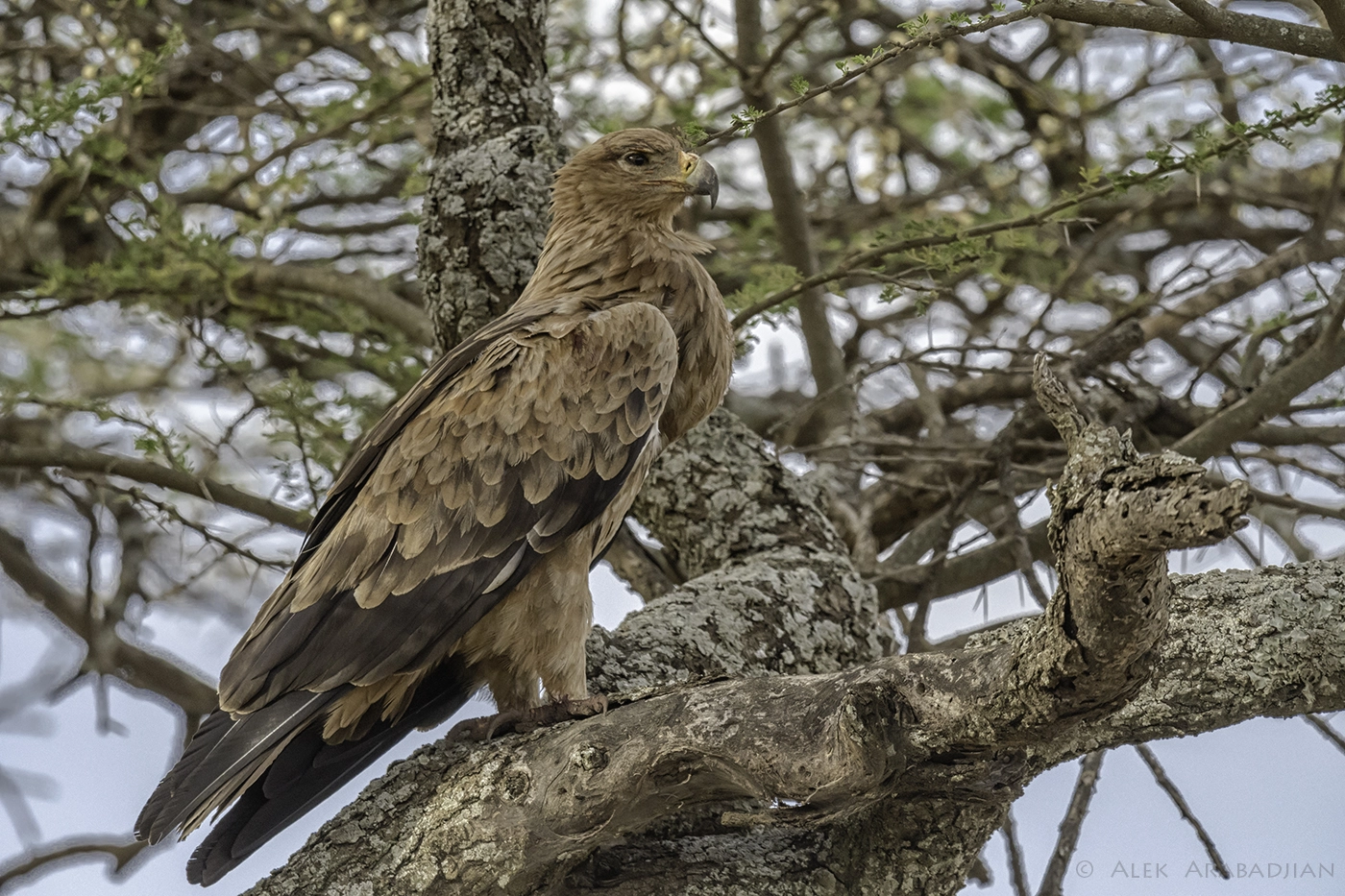Nikon AF-S Nikkor 800mm F5.6E FL ED VR sample photo. The king of the savanna photography