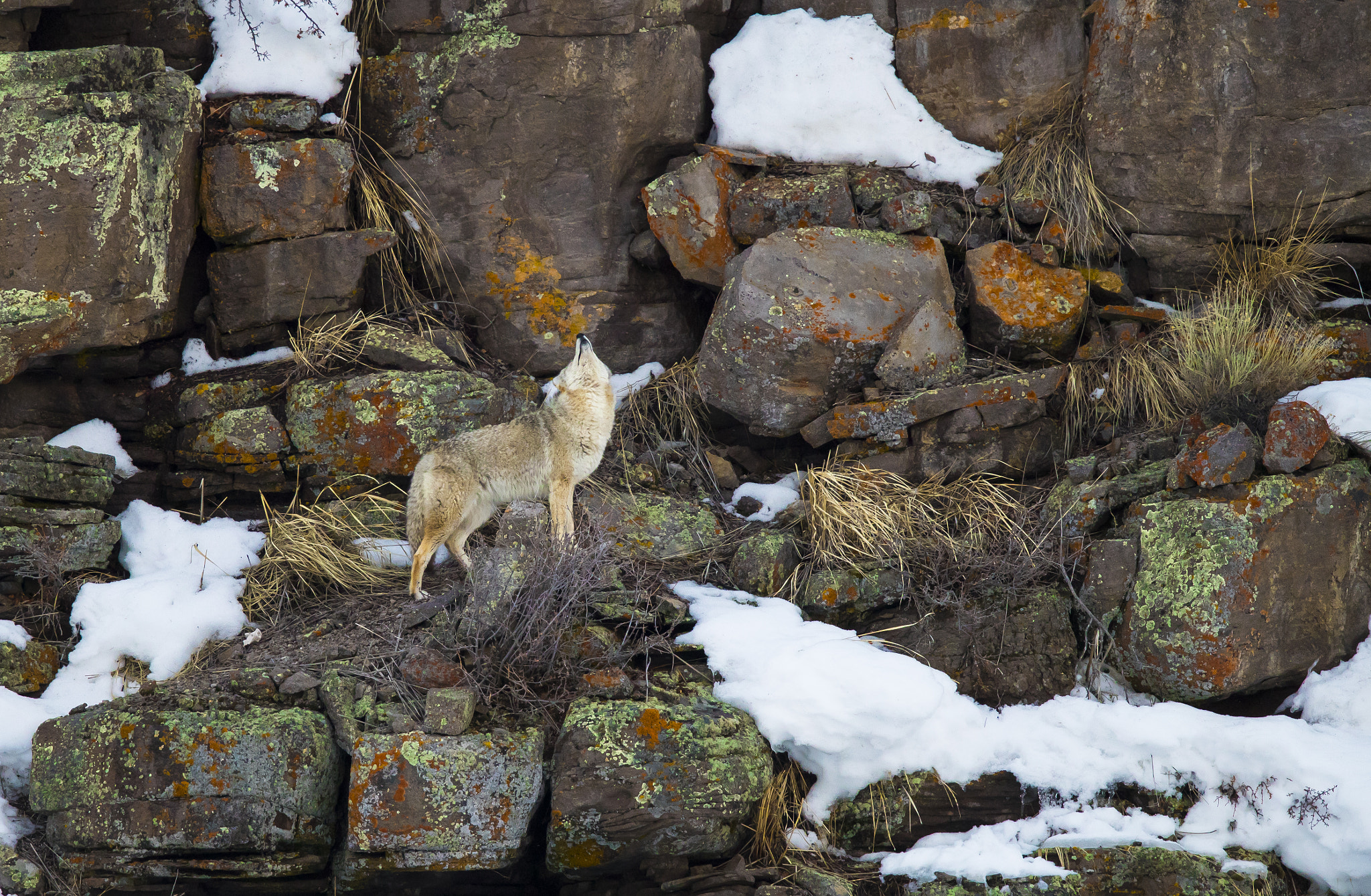 Canon EOS-1D X Mark II + Canon EF 600mm F4L IS II USM sample photo. Coyote in yellowstone national park photography