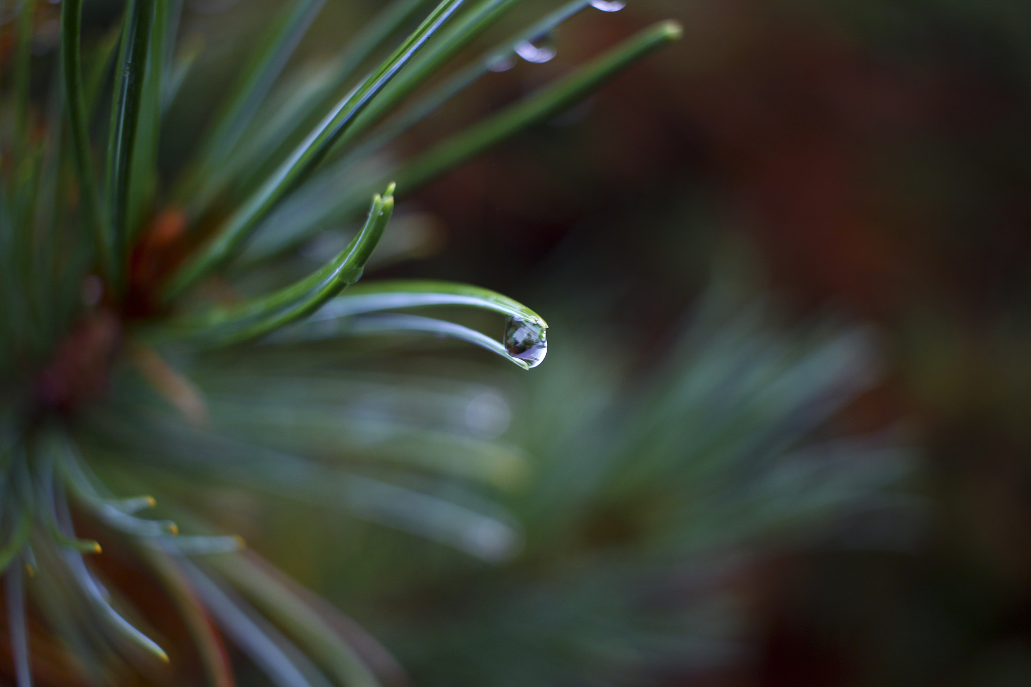 Canon EF-S 24mm F2.8 STM sample photo. Cedar photography