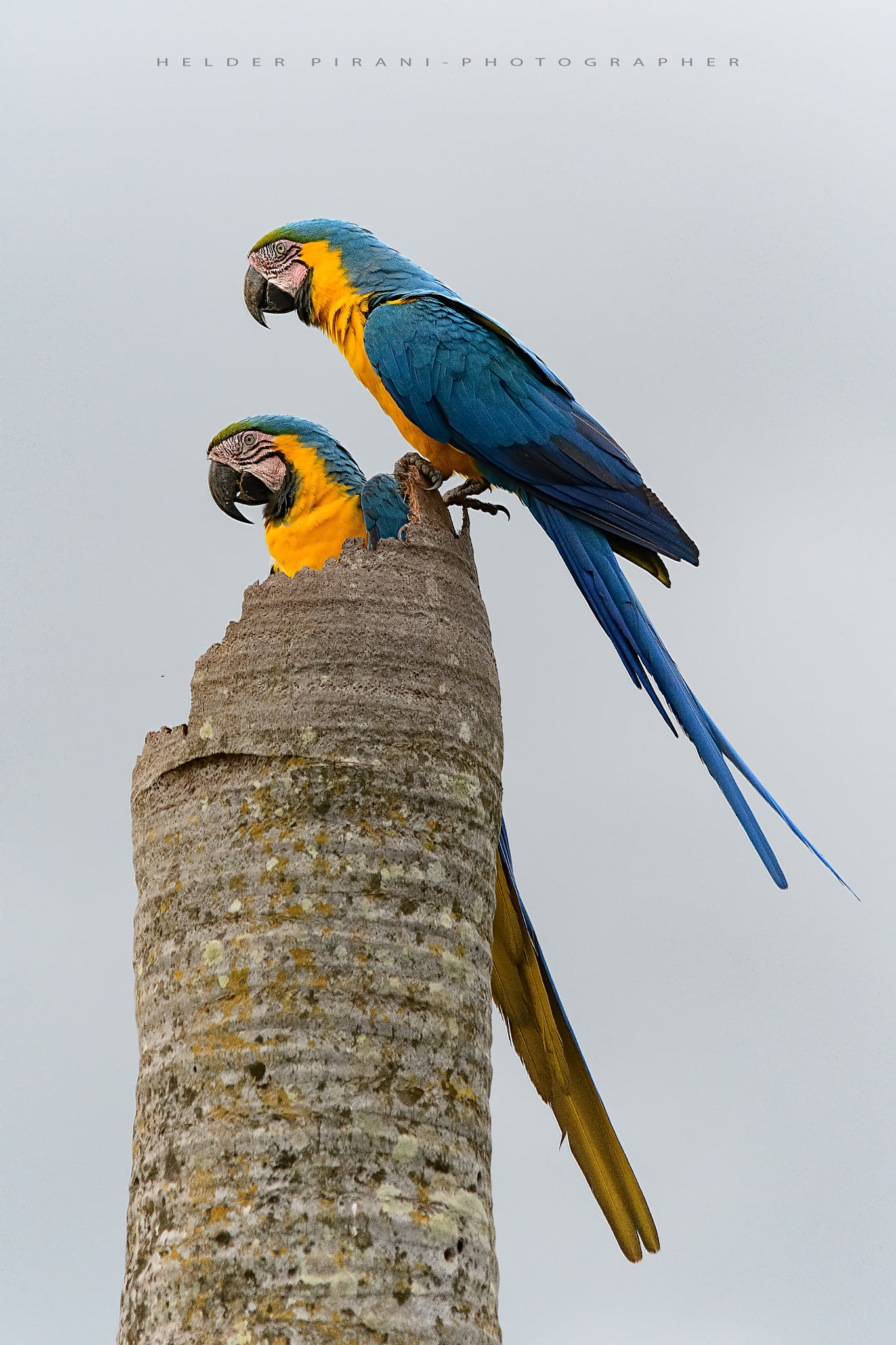 Sigma 150-500mm F5-6.3 DG OS HSM sample photo. Araras canindé photography
