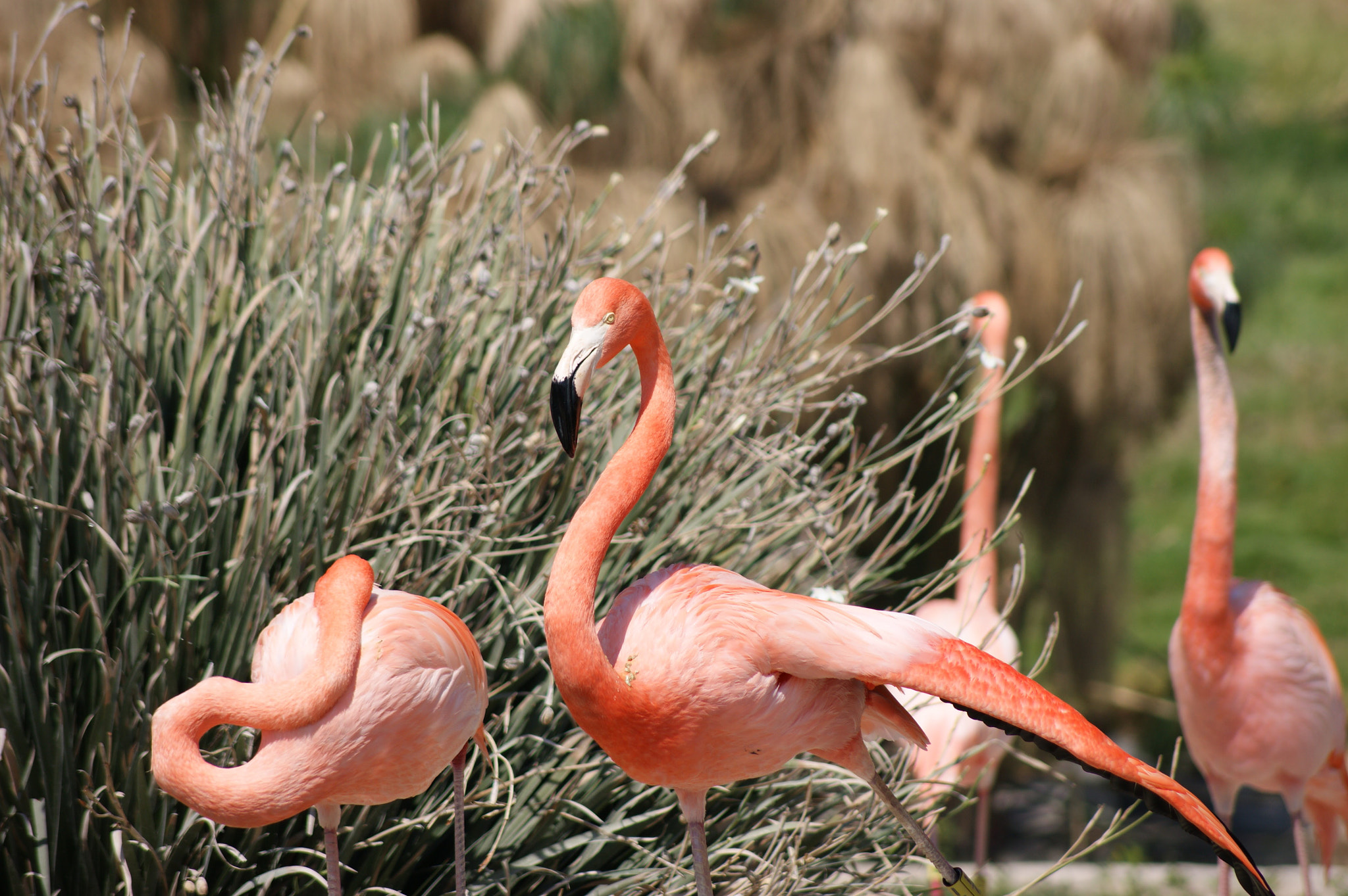 Sony Alpha DSLR-A290 + Sony DT 55-200mm F4-5.6 SAM sample photo. Flamingos photography