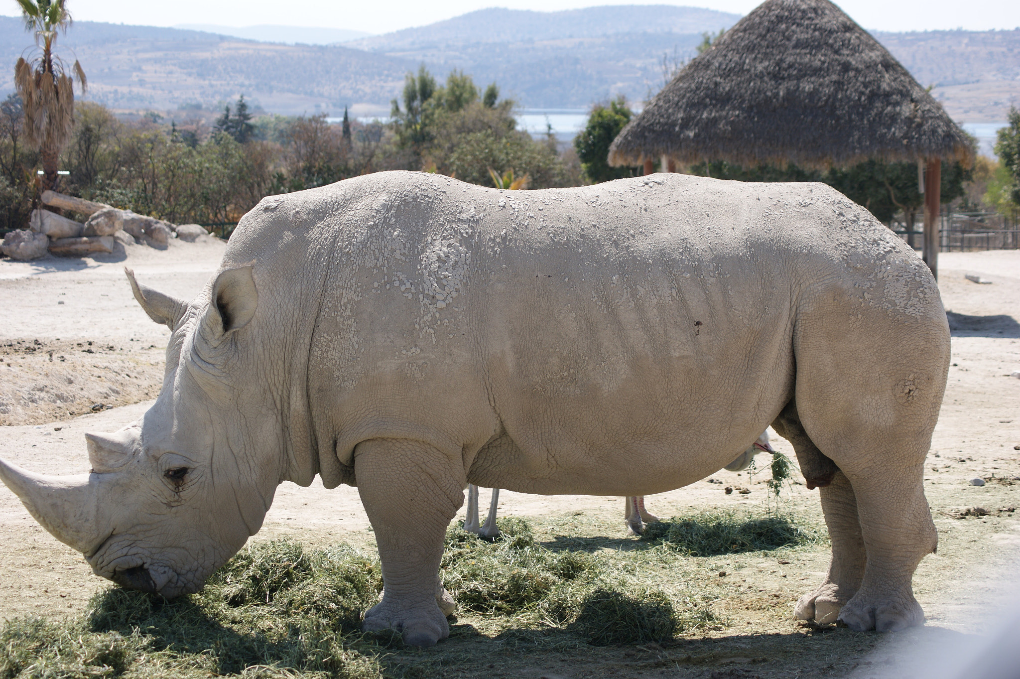 Sony Alpha DSLR-A290 sample photo. Rhino photography