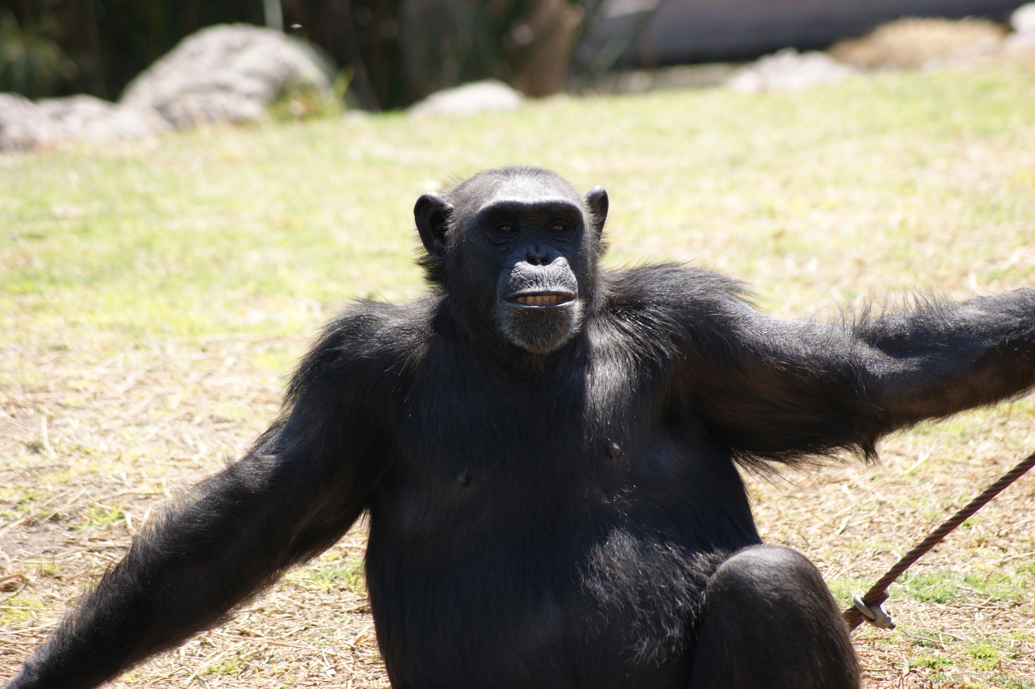Sony Alpha DSLR-A290 sample photo. Chimpance photography
