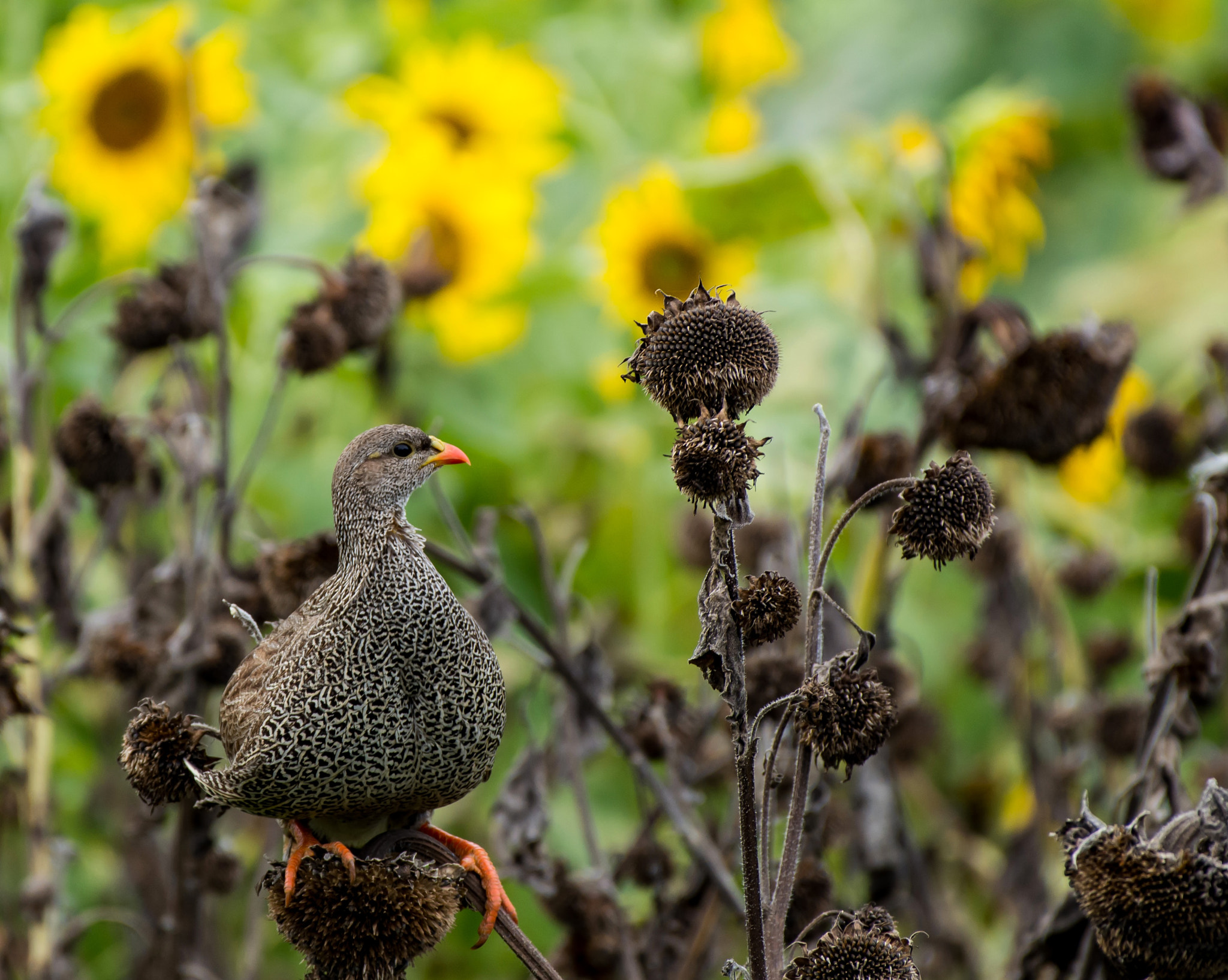Nikon AF-S Nikkor 200-500mm F5.6E ED VR sample photo. Natal spurfowl photography