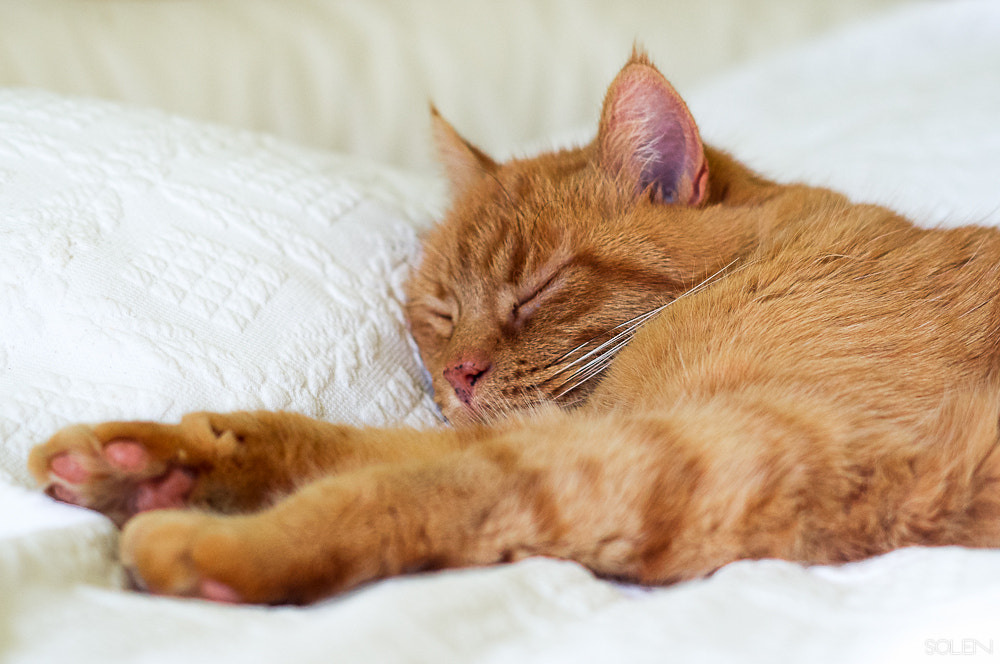 Pentax K-r + Pentax smc DA 50mm F1.8 sample photo. Arthur the cat photography