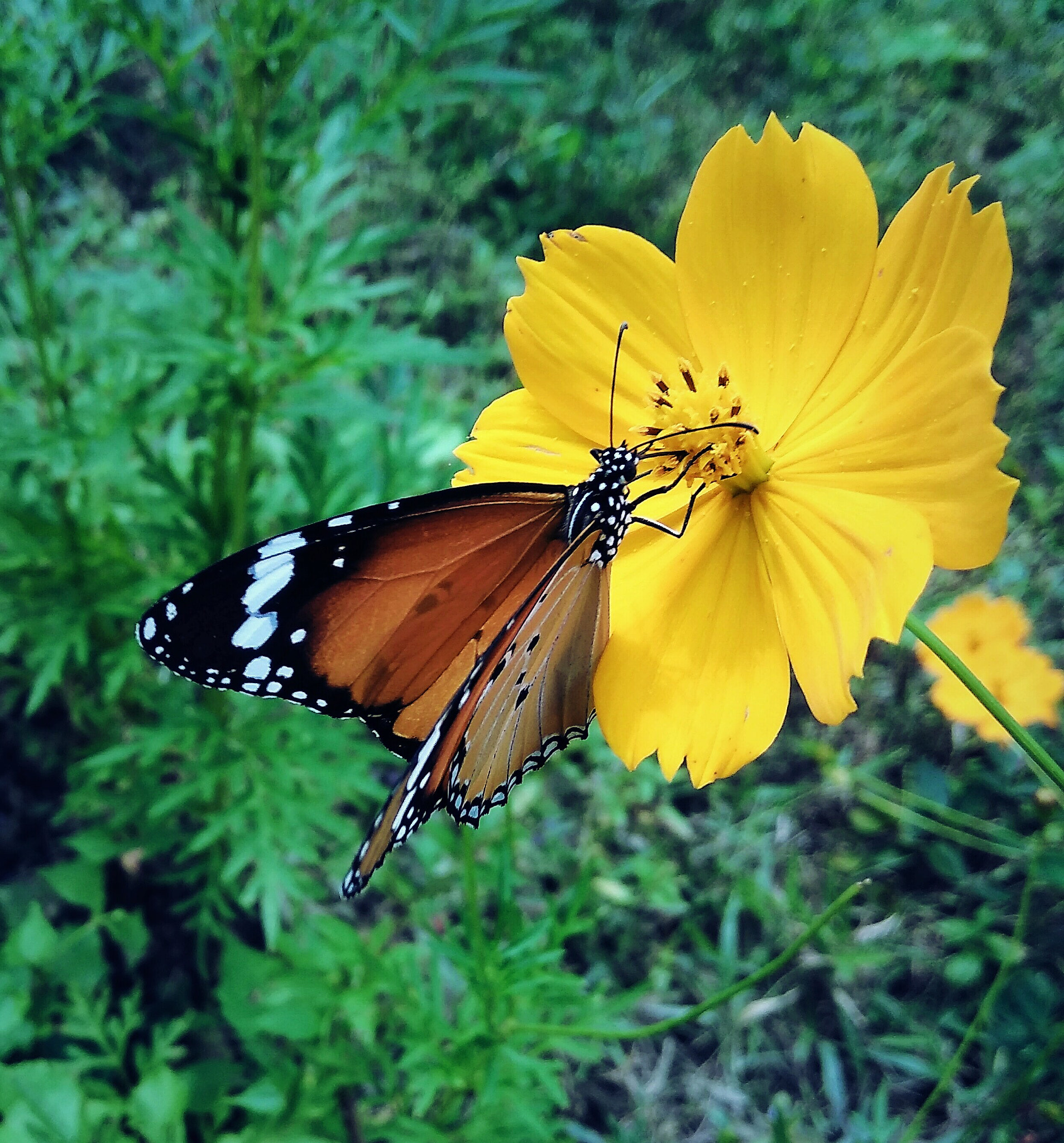 LeMobile Le X526 sample photo. Butterfly photography