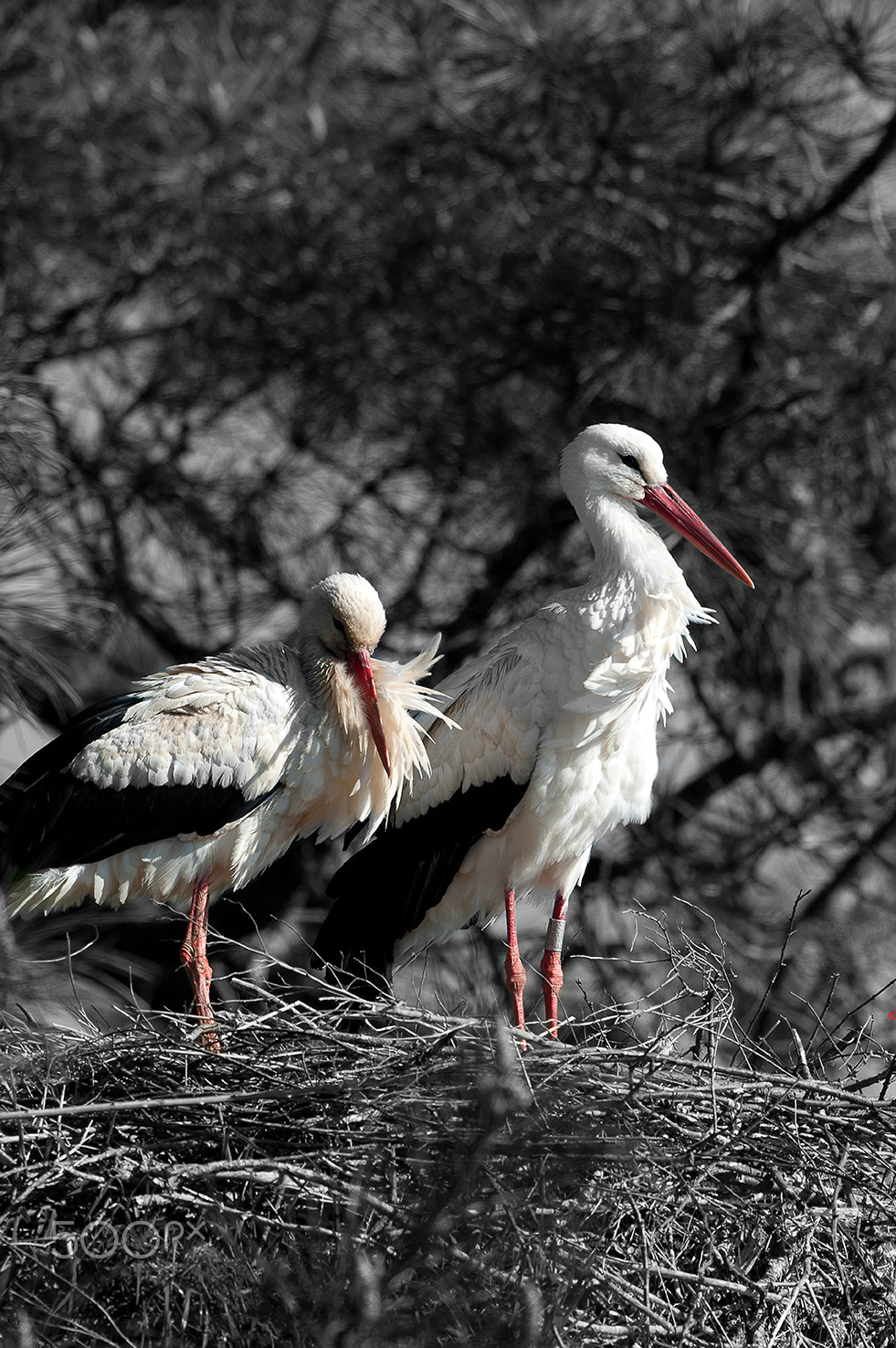 Nikon D700 + Nikon AF-S Nikkor 500mm F4G ED VR sample photo. Cigogne blanche photography