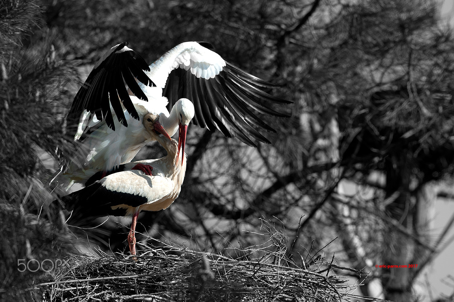 Nikon D700 + Nikon AF-S Nikkor 500mm F4G ED VR sample photo. Cigogne blanche photography