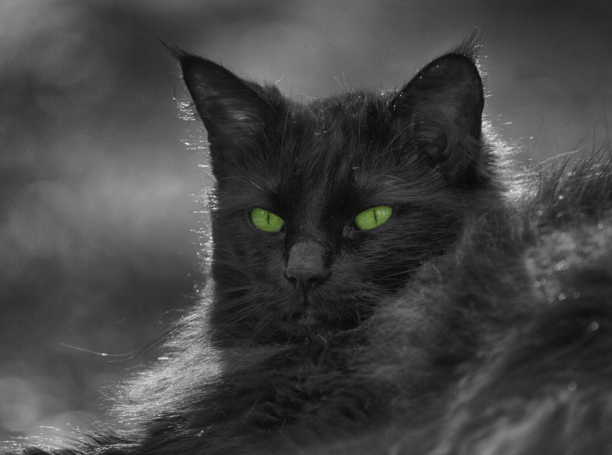 Nikon D3200 sample photo. Kitty photography