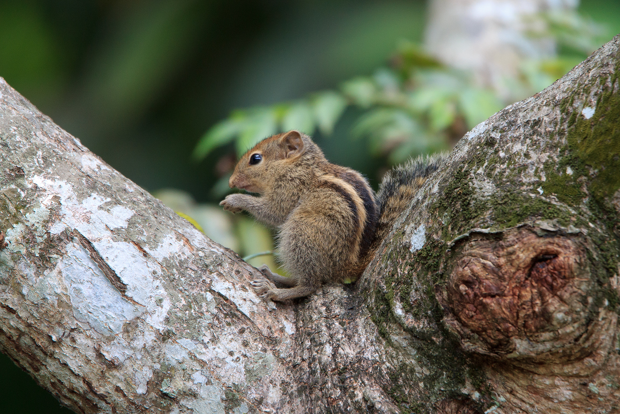 Tamron SP 150-600mm F5-6.3 Di VC USD sample photo. Squirrel photography