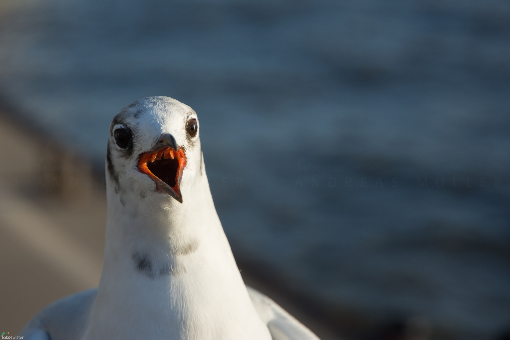 Nikon D7200 sample photo. Pretty gull: at your service photography