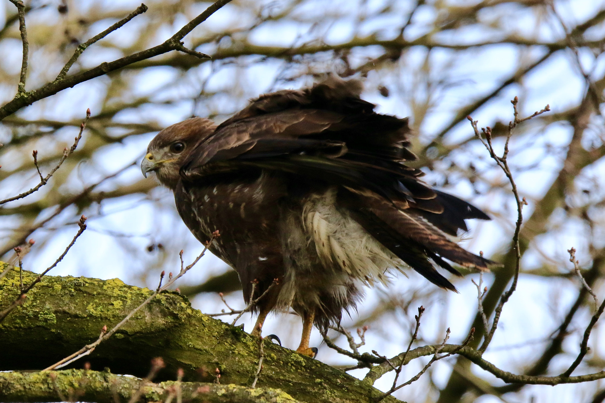 Sigma 150mm f/2.8 EX DG OS HSM APO Macro sample photo. Buzzard,shaking the rain off his feathers picture was taken nearby rhenoy. photography