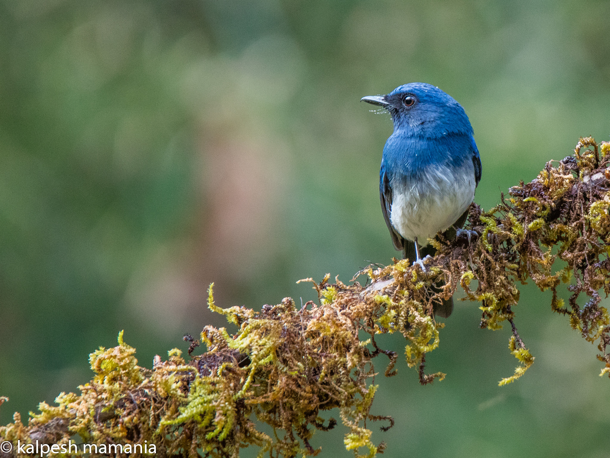 Canon EOS 5DS R + Tamron SP 150-600mm F5-6.3 Di VC USD sample photo. White breasted flycatcher.  photography