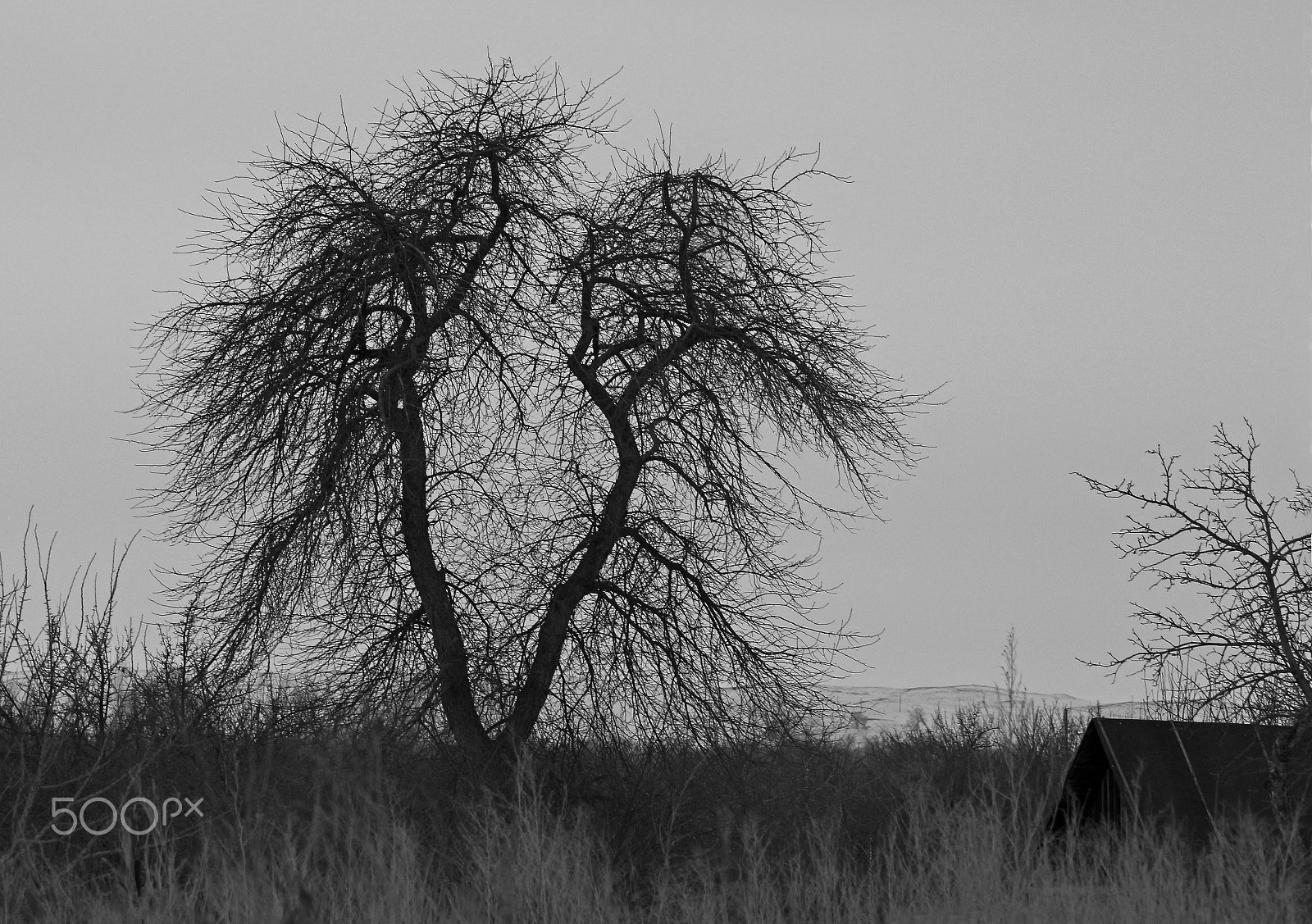 Canon EOS 650D (EOS Rebel T4i / EOS Kiss X6i) sample photo. Tree photography