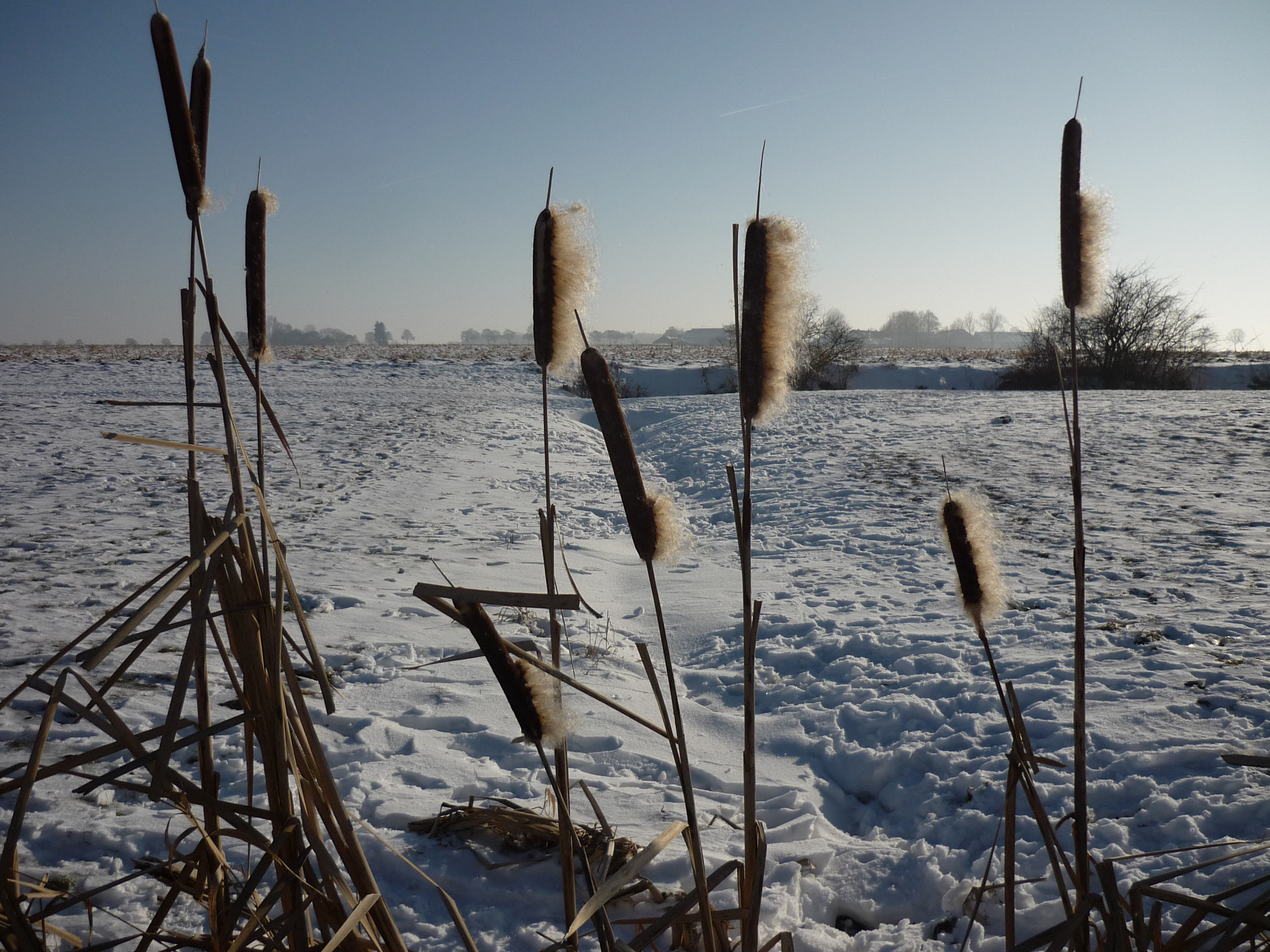 Panasonic Lumix DMC-FS3 sample photo. Sunday winter walk photography