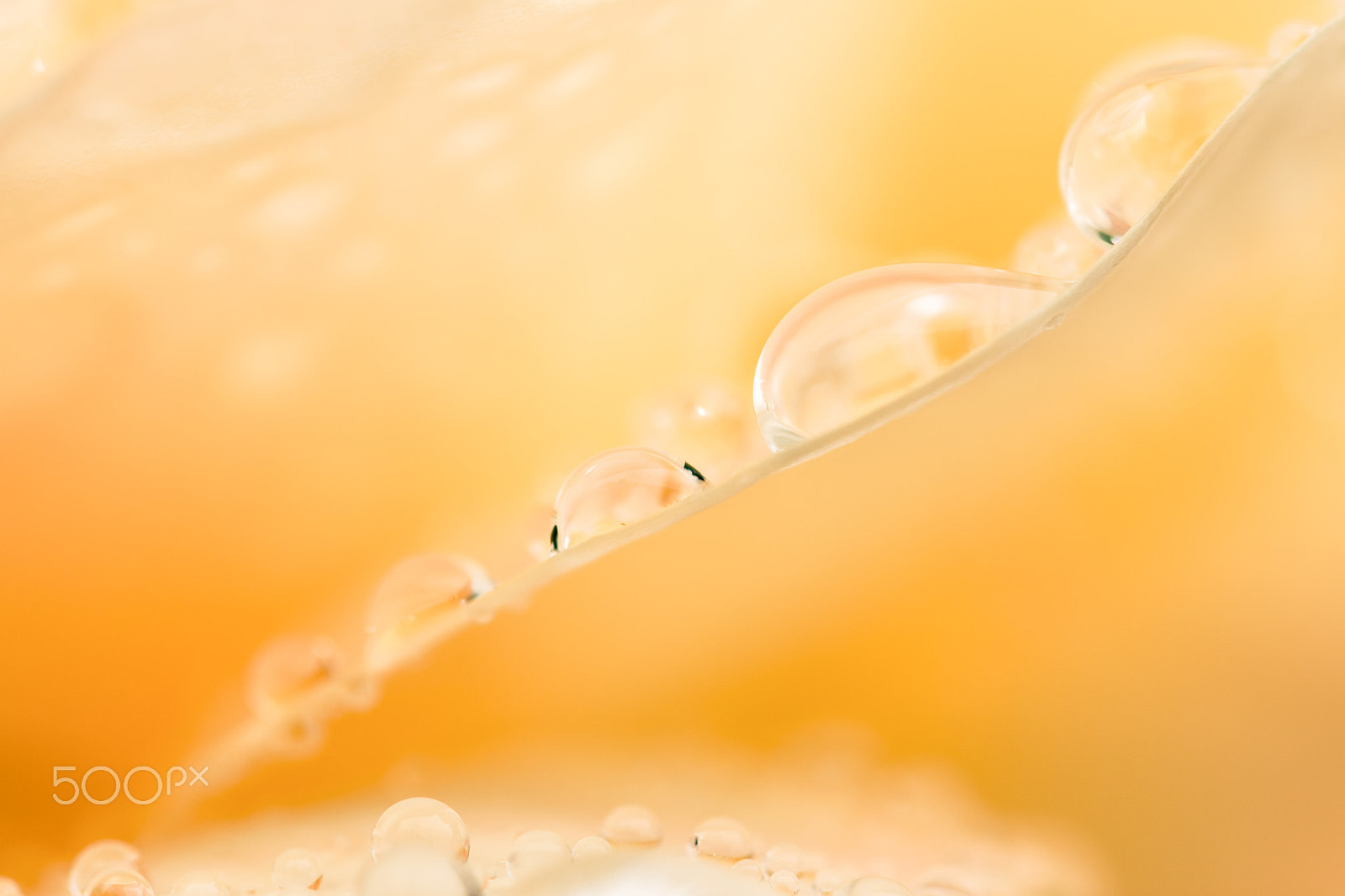 Sigma 105mm F2.8 EX DG OS HSM sample photo. Delicacy photography