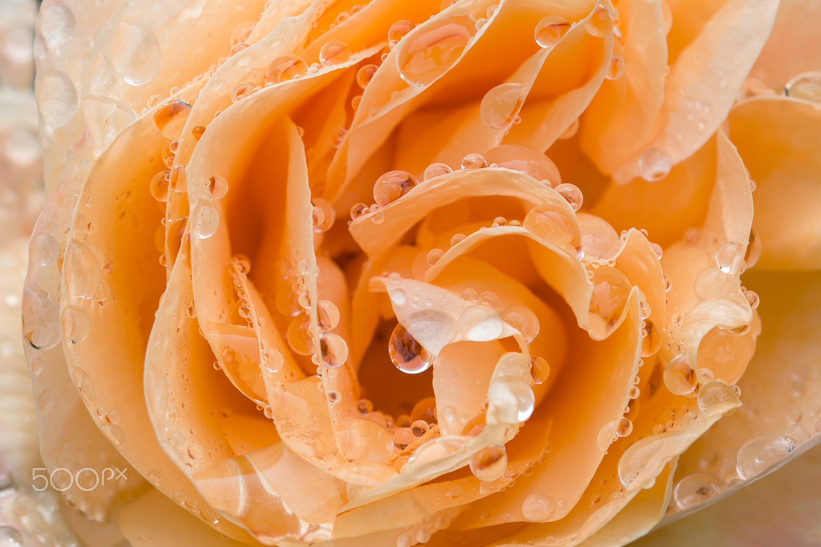 Sigma 105mm F2.8 EX DG OS HSM sample photo. Closeup of rose bud with waterdrops photography