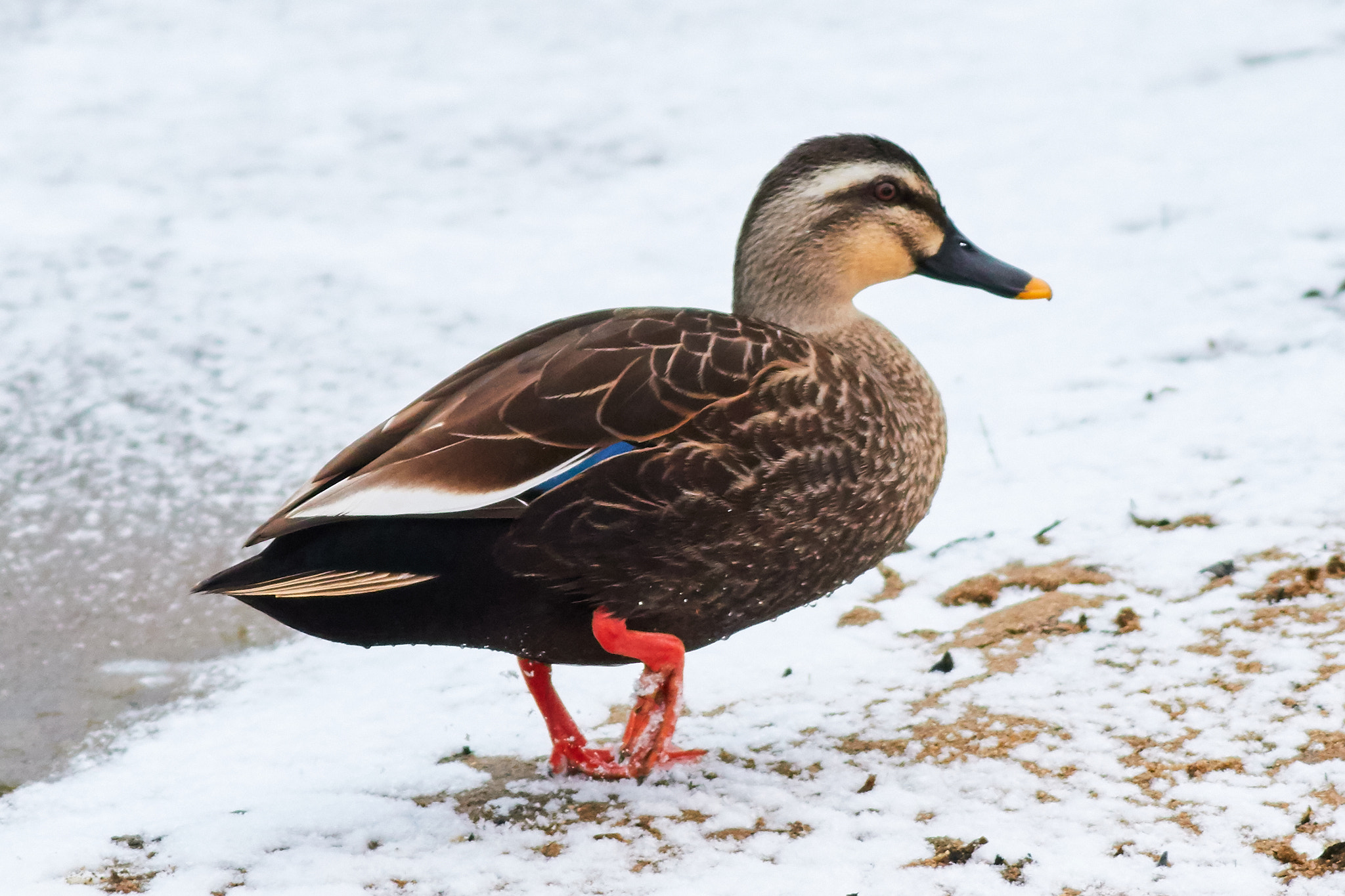 Canon EOS 7D Mark II + Canon EF 400mm F5.6L USM sample photo. Walking into snow photography