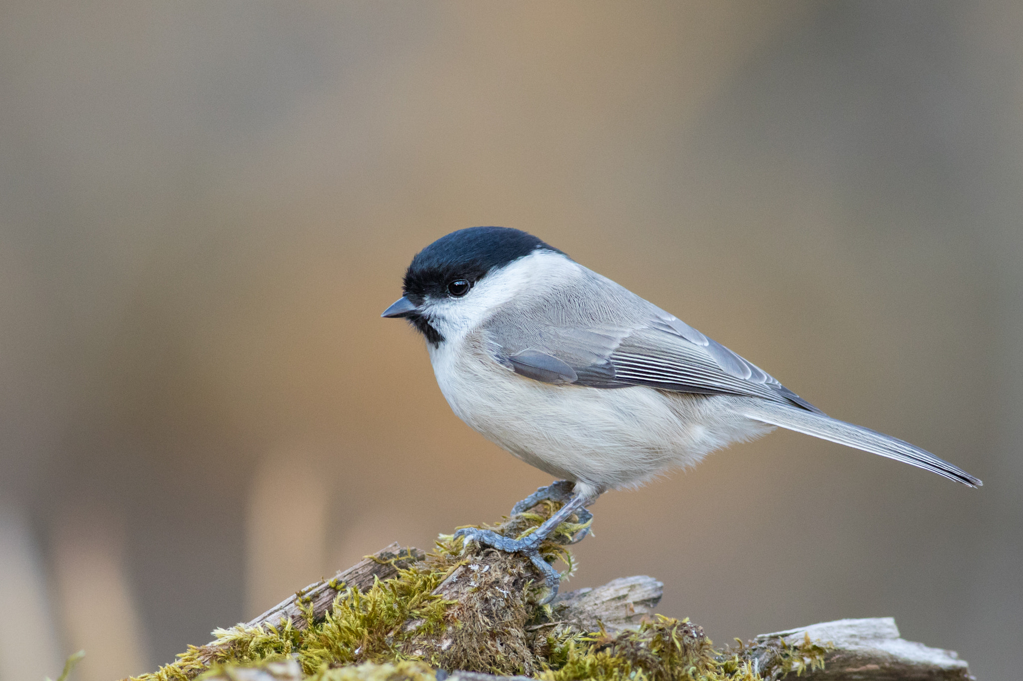 Canon EF 400mm F5.6L USM sample photo. Sýkora babka (poecile palustris) photography