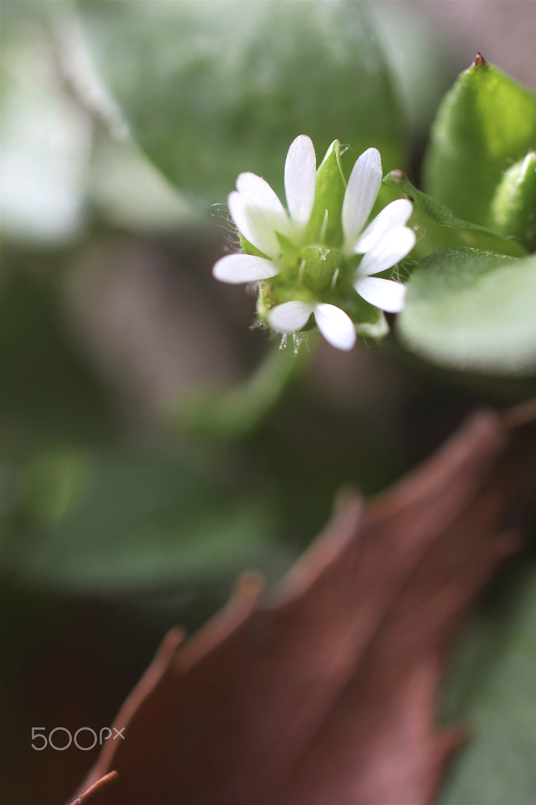 Sigma 50mm F1.4 EX DG HSM sample photo. Flower of the field photography