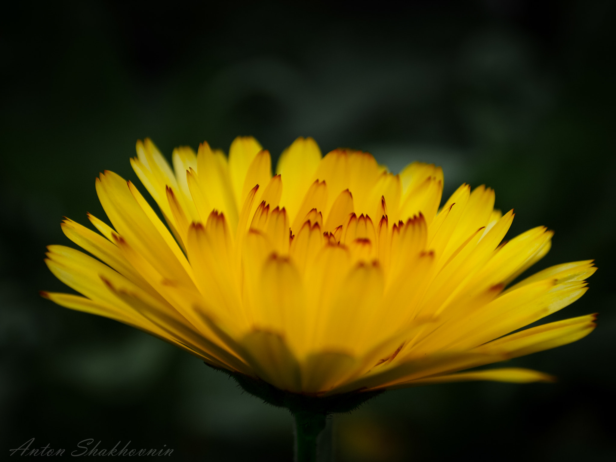 Olympus PEN E-PL1 sample photo. Marigold photography
