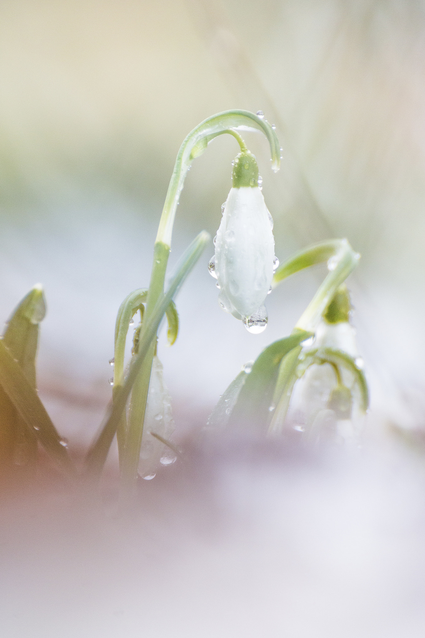 Canon EOS 70D + Tamron SP 35mm F1.8 Di VC USD sample photo. Snowdrop photography