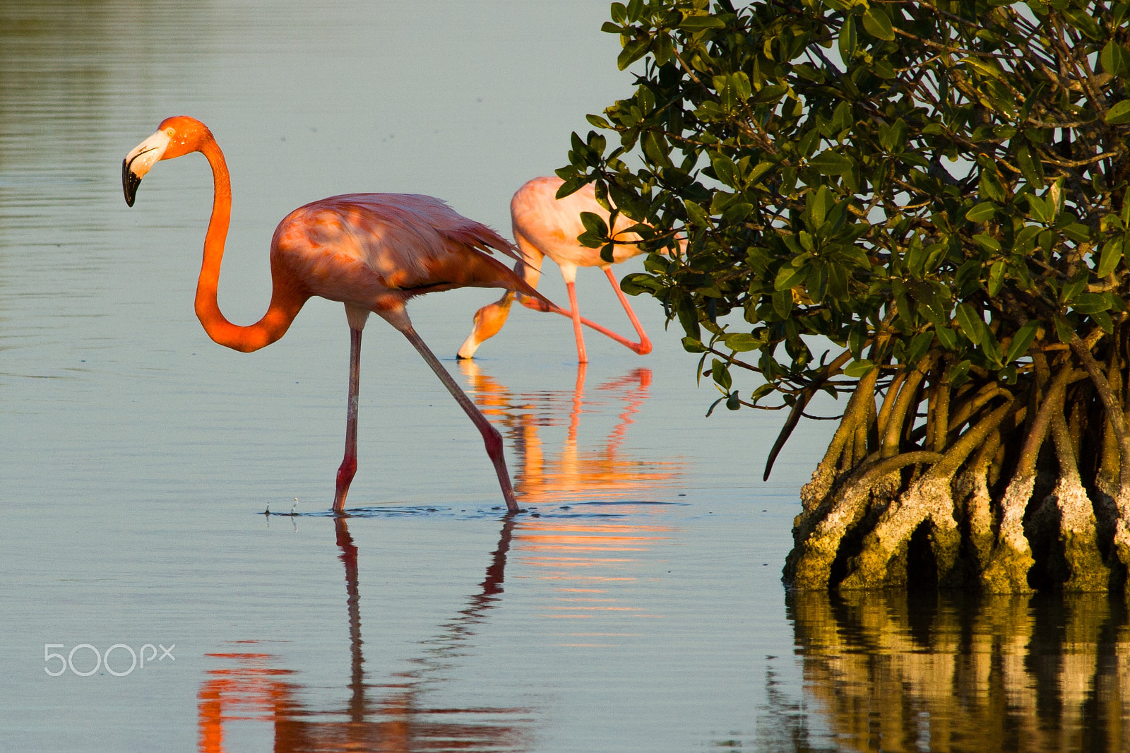 Canon EF 70-300mm F4-5.6 IS USM sample photo. Ping flamingo at yucatan photography