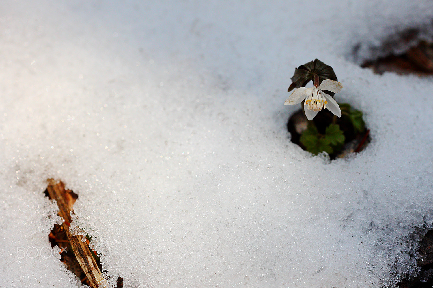 Canon EOS-1Ds Mark III + ZEISS Makro-Planar T* 50mm F2 sample photo. Just feel naure - winter aconite photography