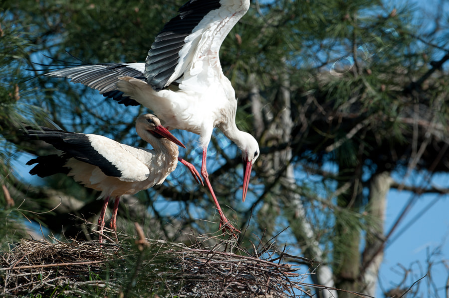 Nikon D700 + Nikon AF-S Nikkor 500mm F4G ED VR sample photo. Cigogne photography