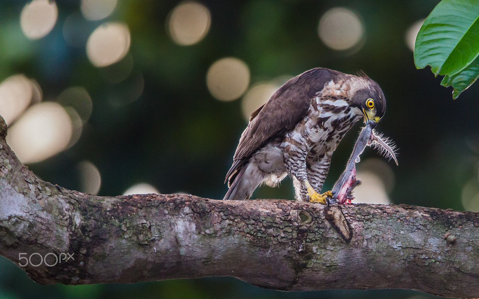 Canon EF 600mm F4L IS II USM sample photo. Crested goshawk feeding rat photography
