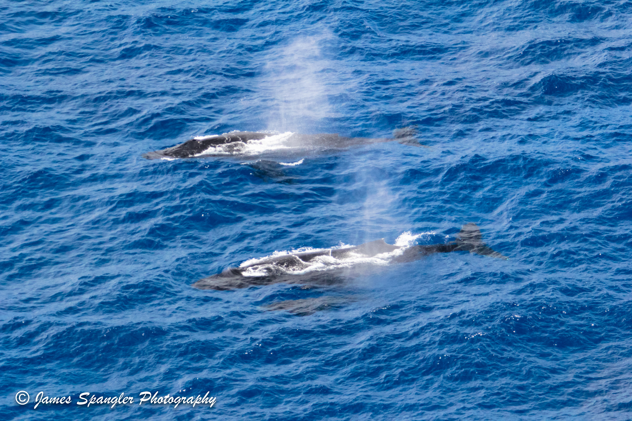 Canon EF 70-200mm F2.8L USM sample photo. Pacific humpback whales pt2 photography