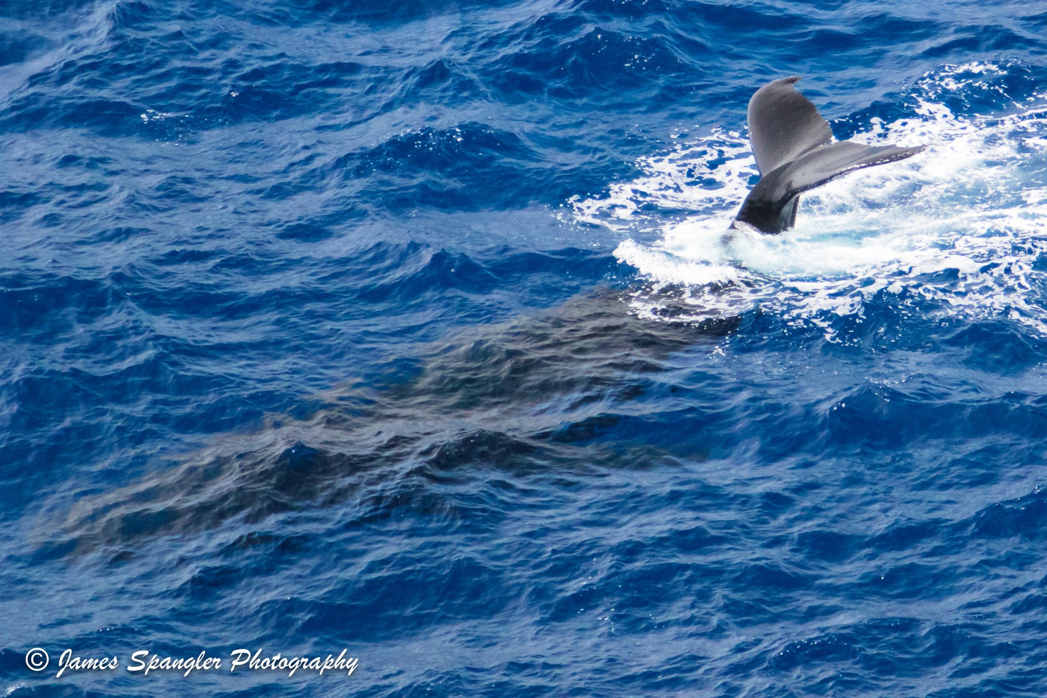 Canon EOS 60D sample photo. Pacific humpback whales pt1 photography