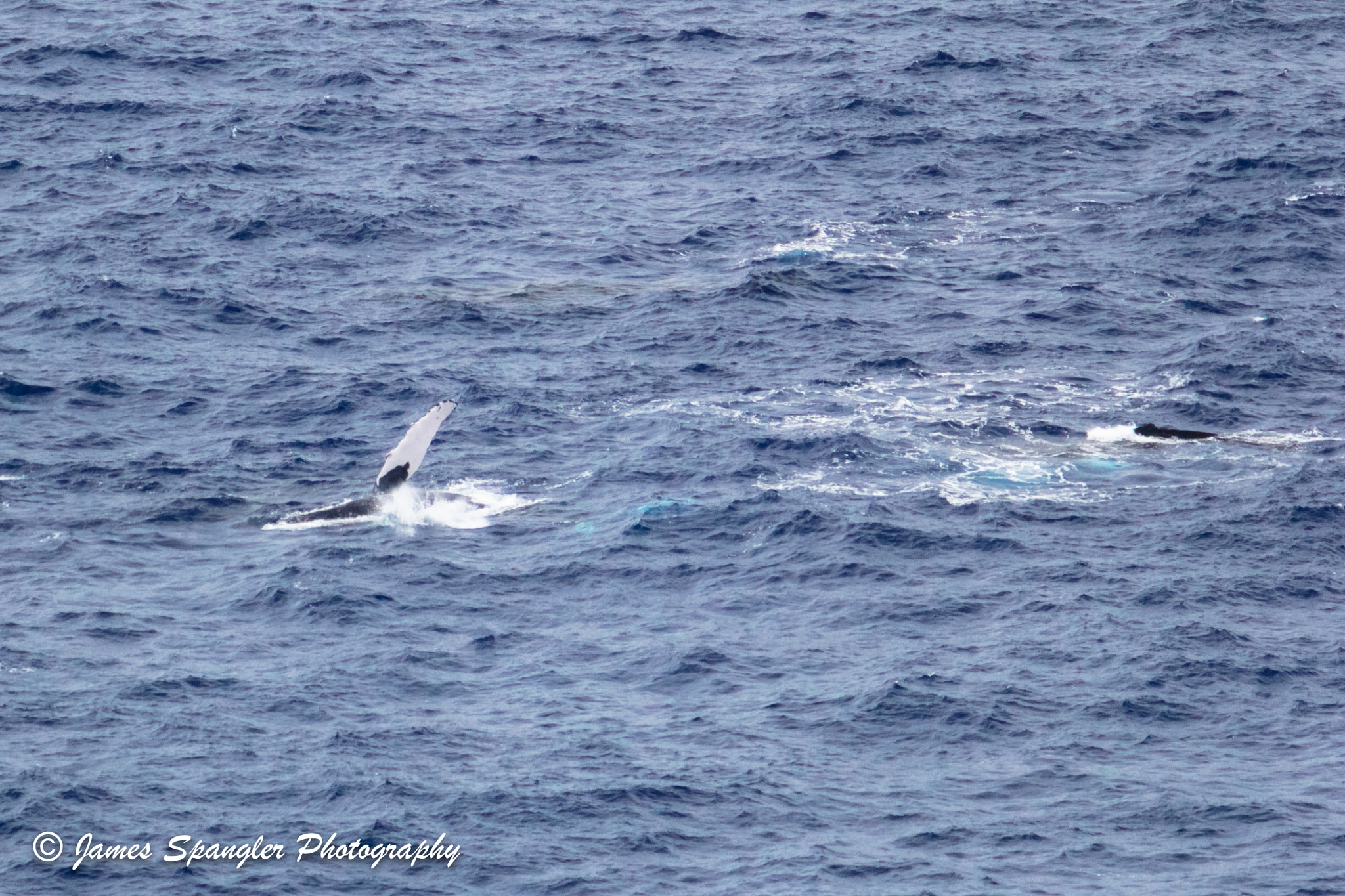 Canon EF 70-200mm F2.8L USM sample photo. Pacific humpback whales pt3 photography