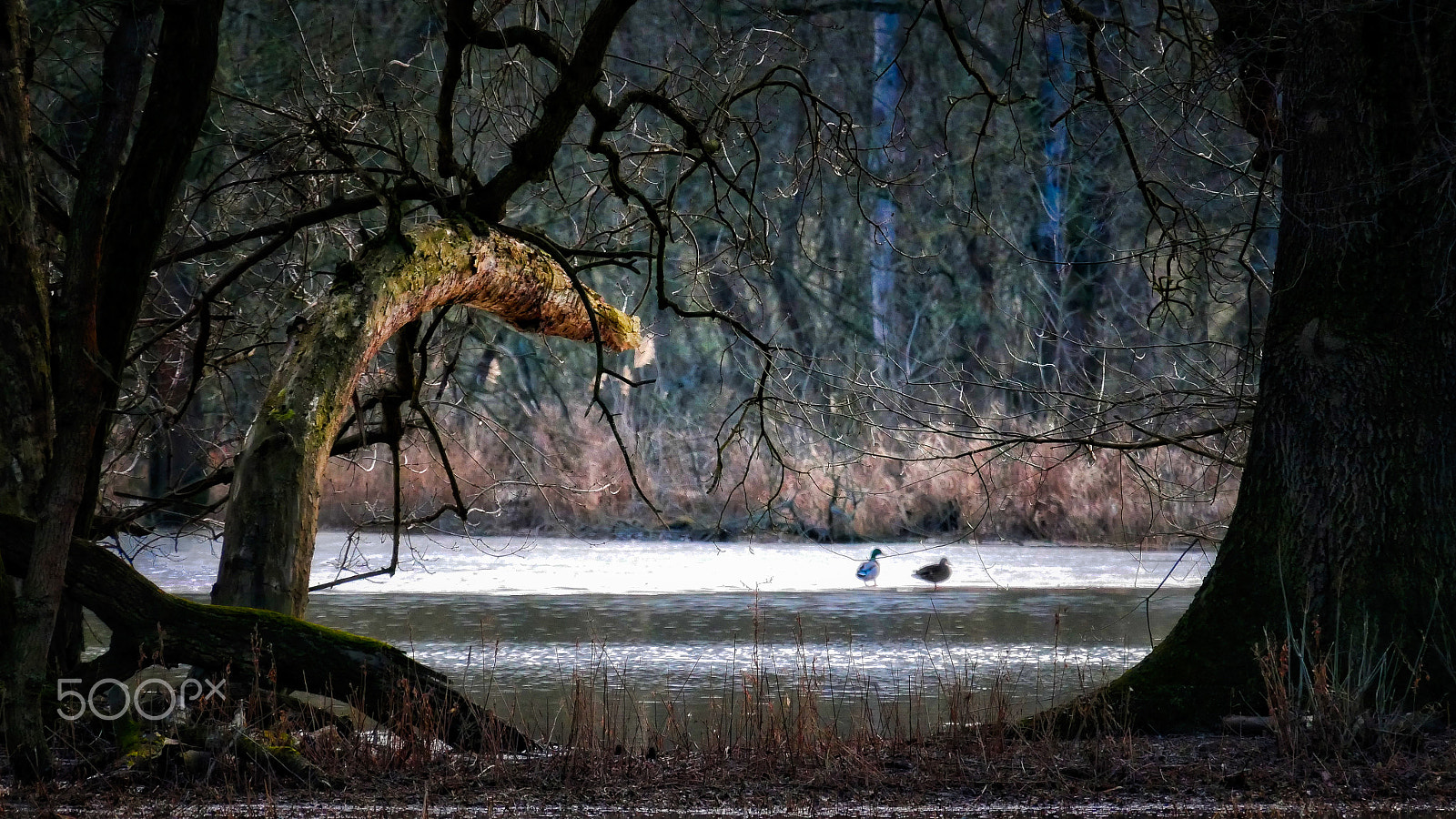 Panasonic Lumix DMC-GX85 (Lumix DMC-GX80 / Lumix DMC-GX7 Mark II) sample photo. Duck tales vix. photography