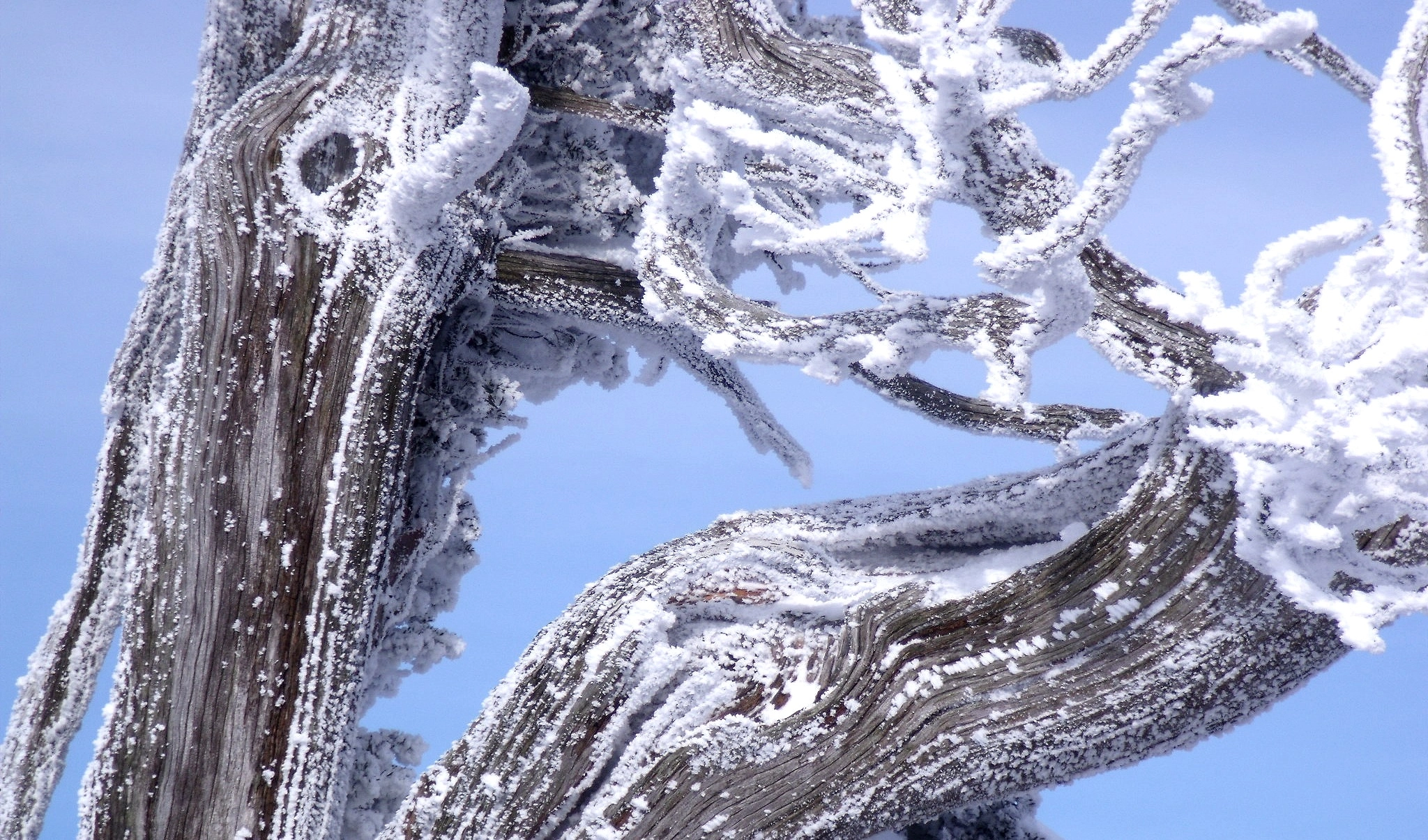 Fujifilm FinePix J110W sample photo. Frosted taxus tree photography