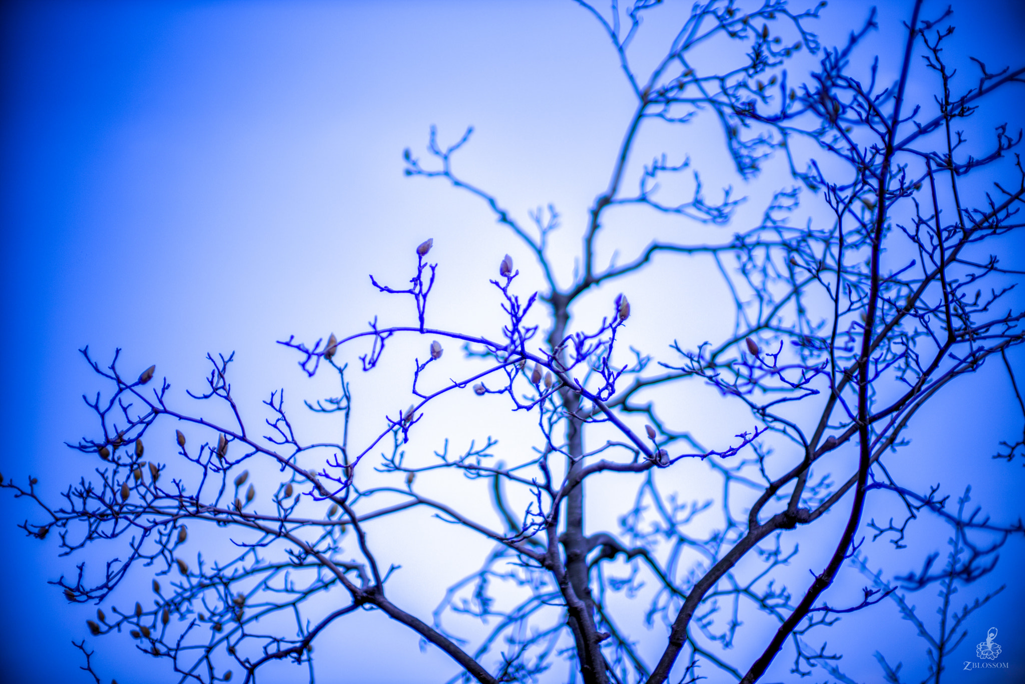 Leica Noctilux-M 50mm F0.95 ASPH sample photo. Kobushi magnolia photography