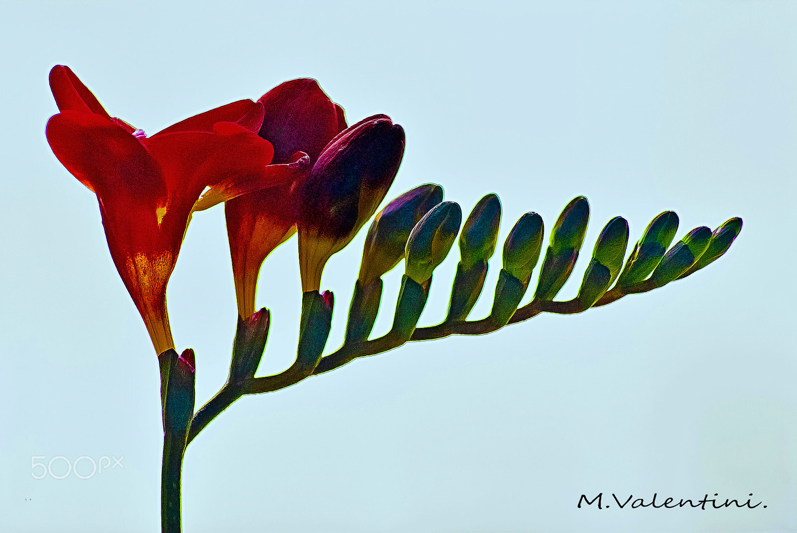 Nikon D200 sample photo. Fresia. photography