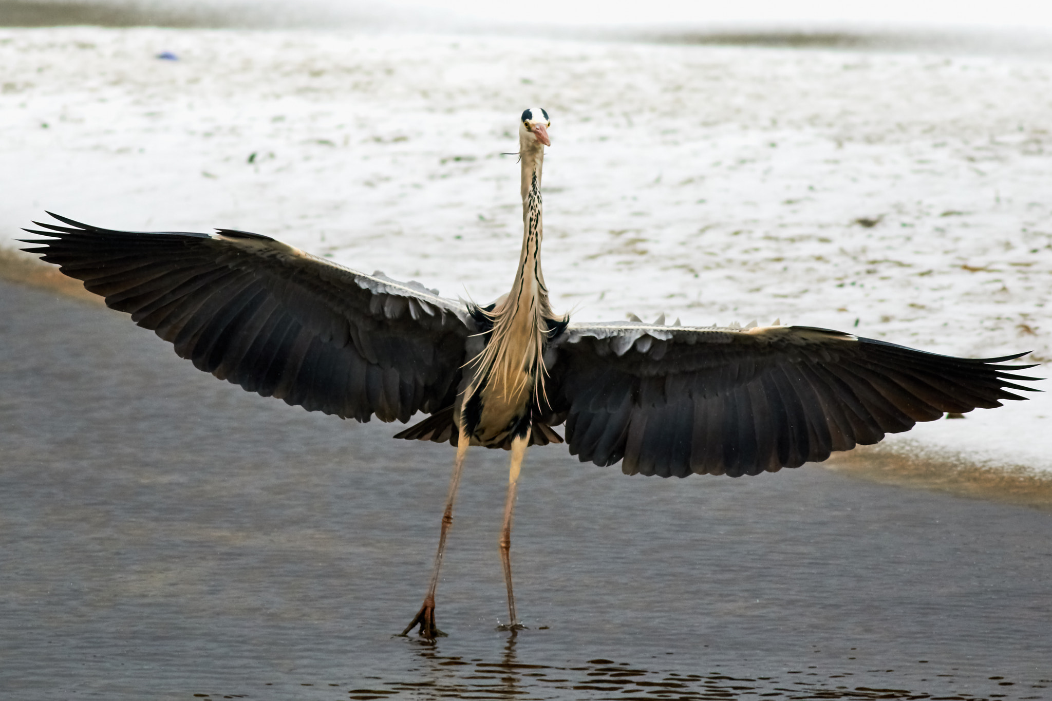 Canon EOS 7D Mark II + Canon EF 400mm F5.6L USM sample photo. Gray heron photography