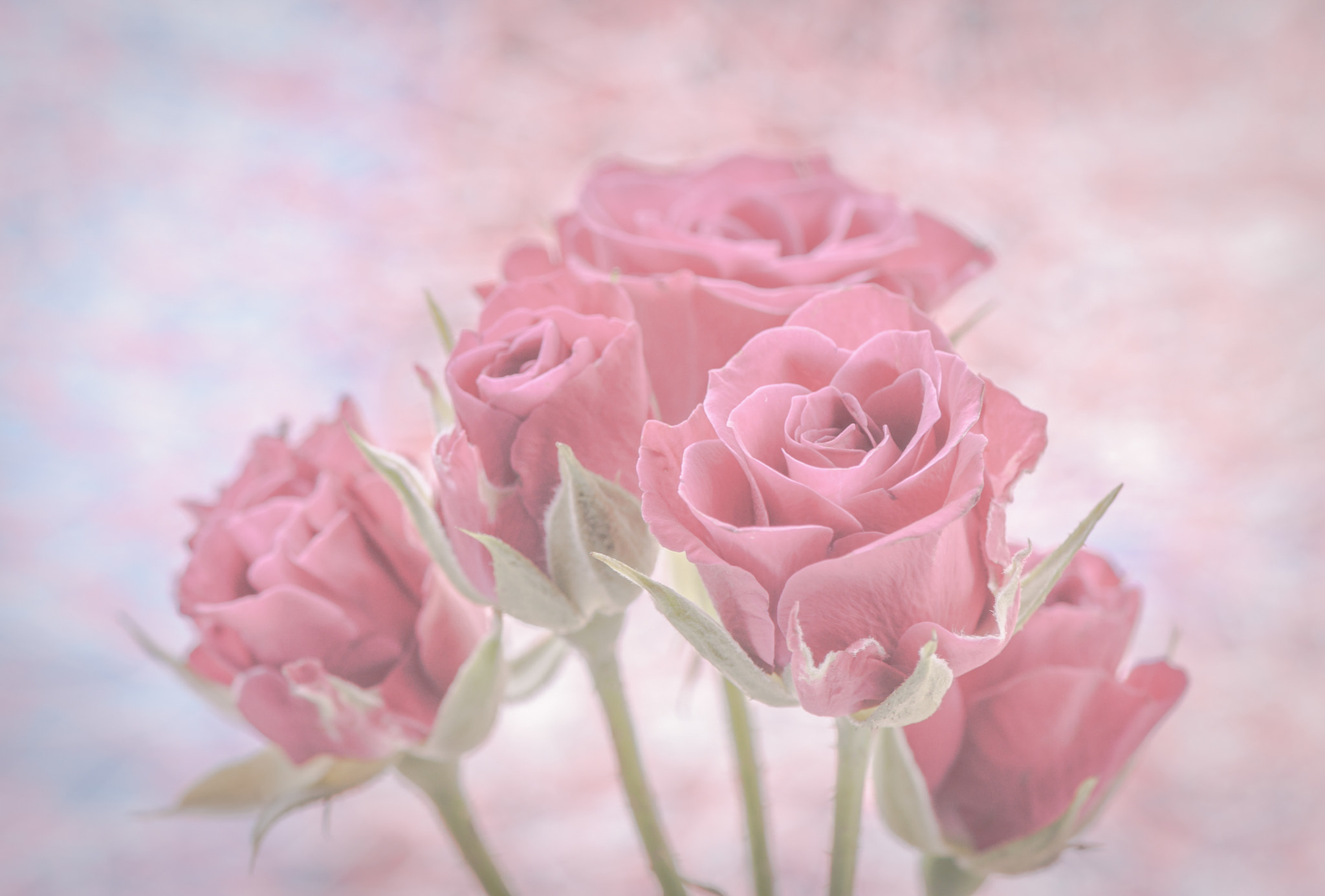 Nikon AF-S Micro-Nikkor 105mm F2.8G IF-ED VR sample photo. For her. Для неї. photography
